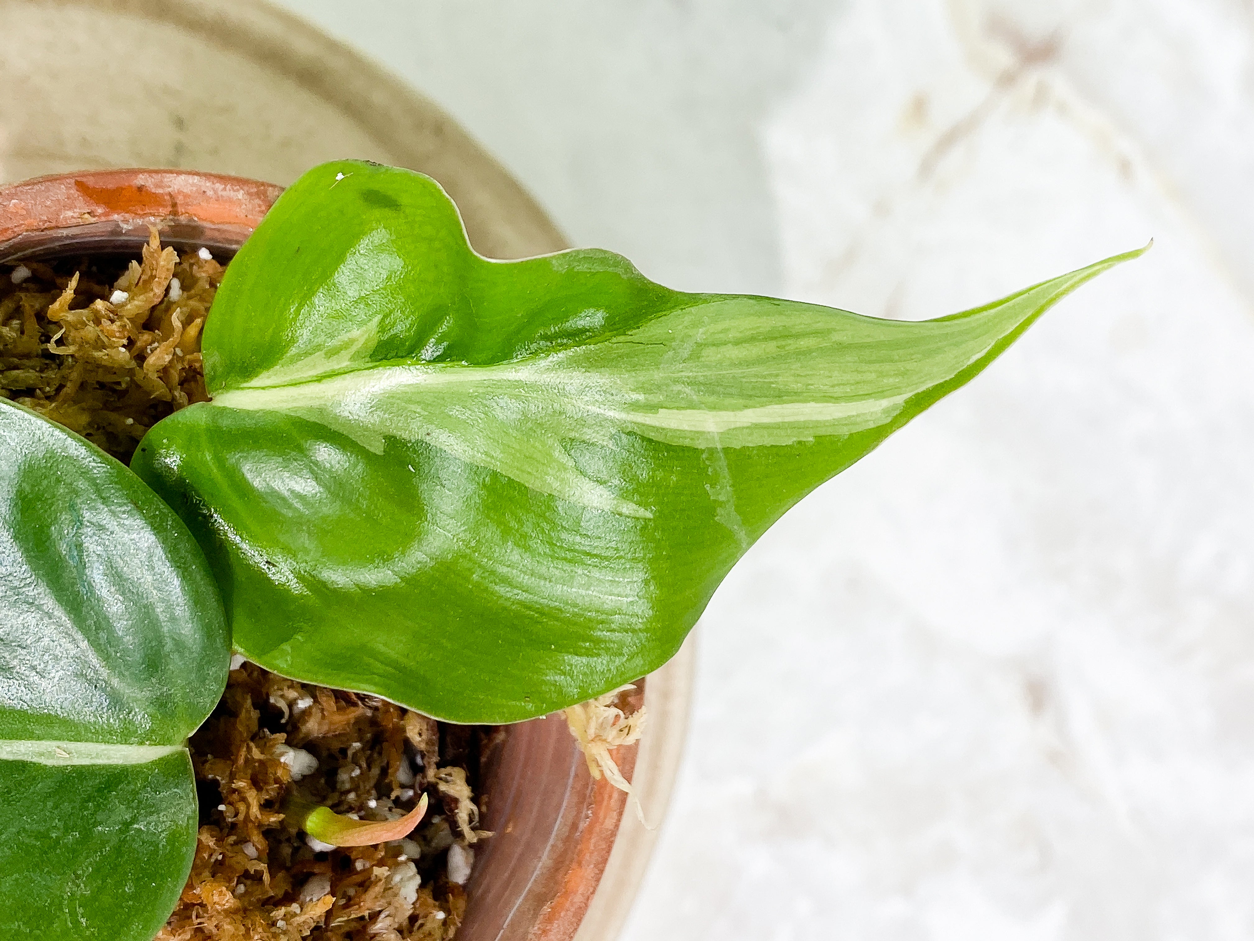 Philodendron Rio Slightly Rooted 2 leaves 1 sprout