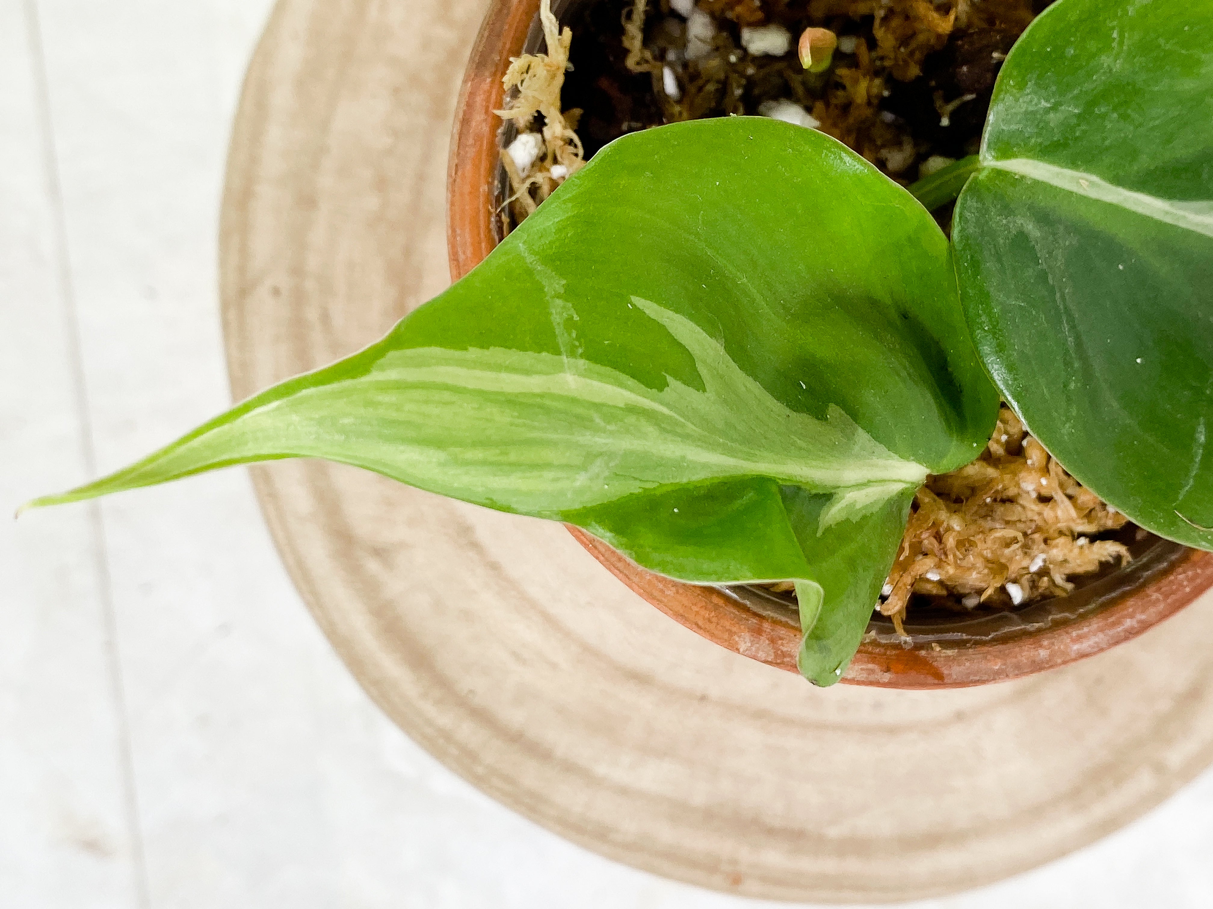 Philodendron Rio Slightly Rooted 2 leaves 1 sprout