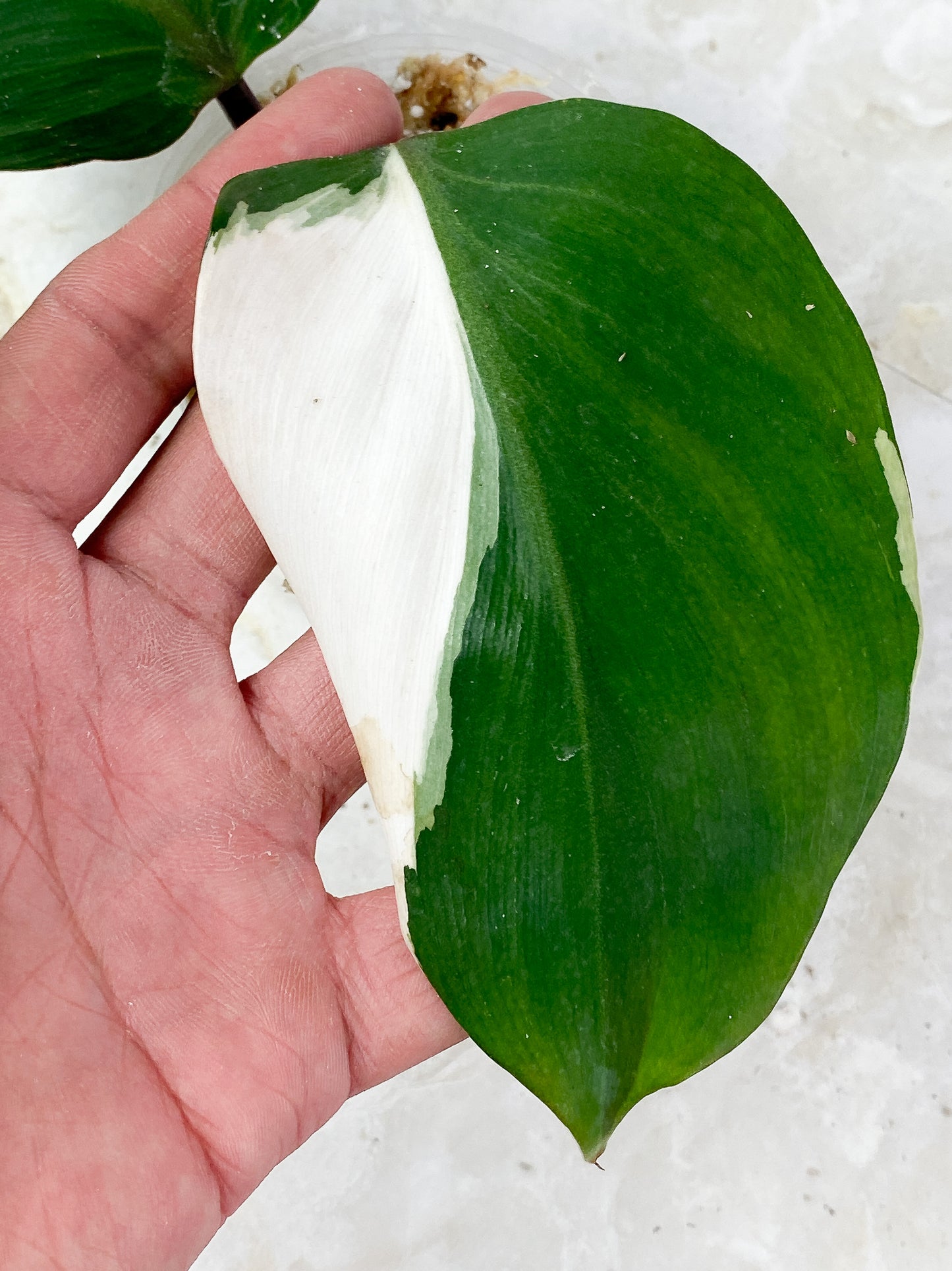 Philodendron White Knight Rooting 2 leaves. Highly Variegated