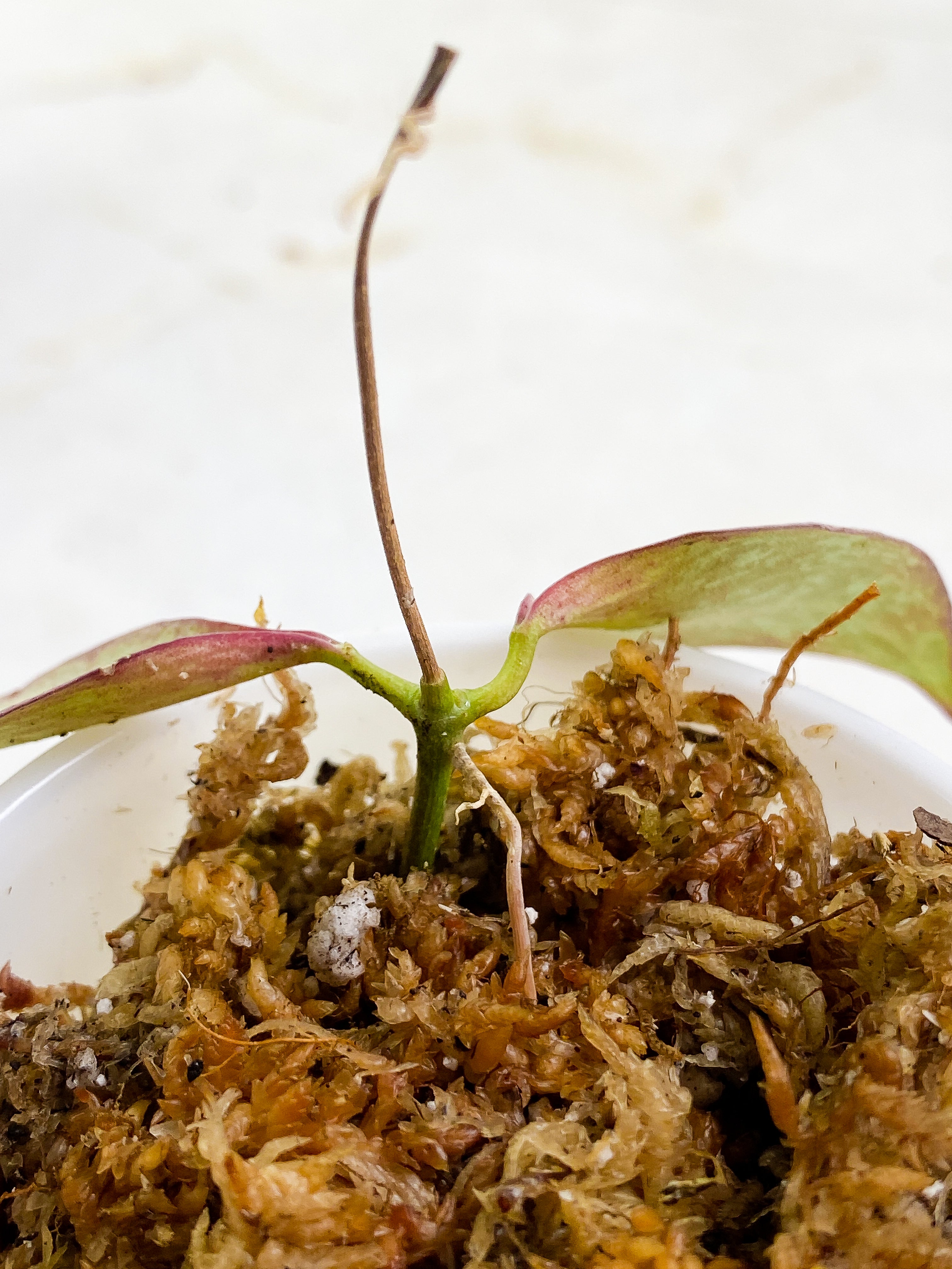 hoya new guinea ghost 2 leaves rooting sunstressed