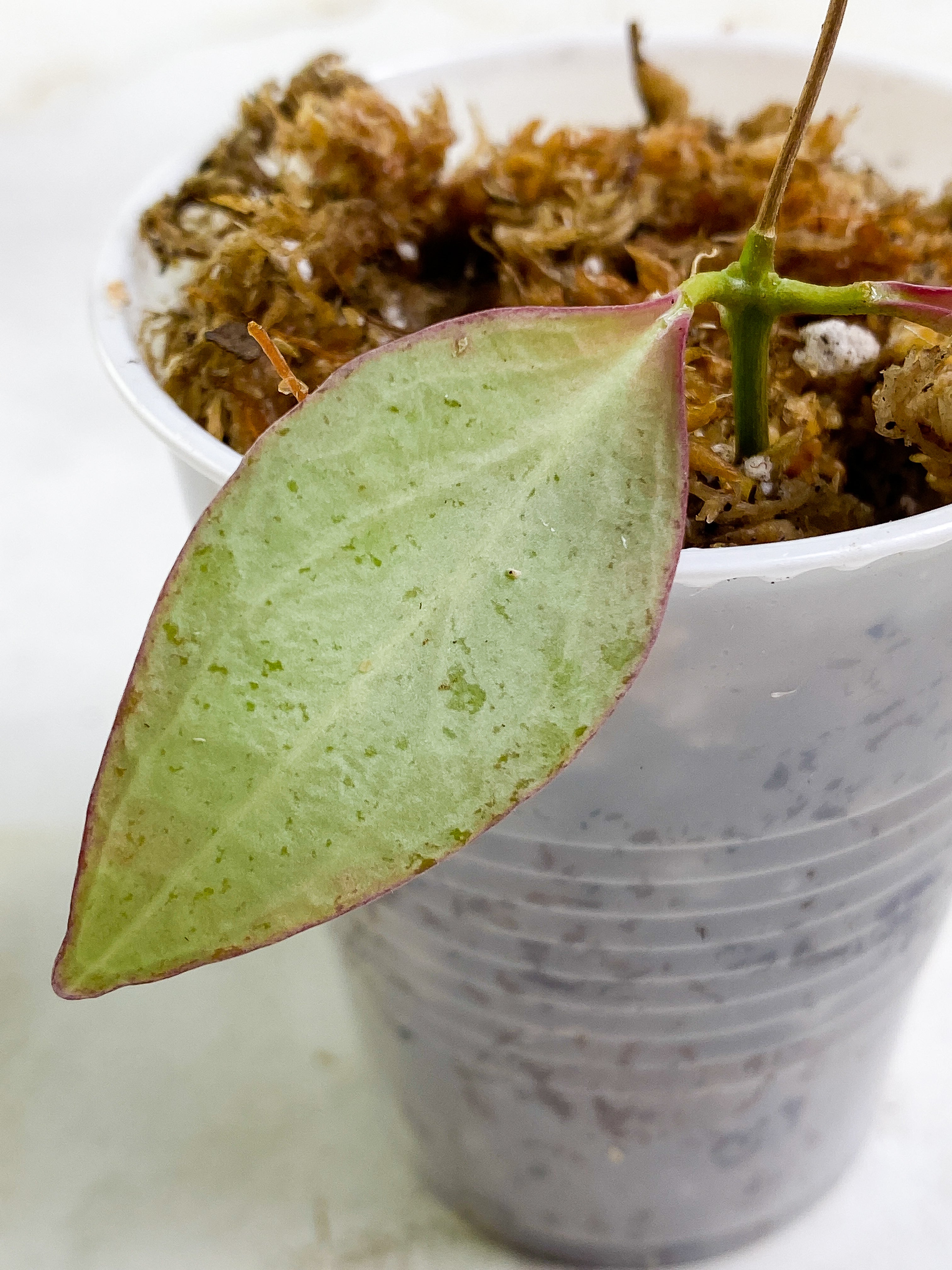 hoya new guinea ghost 2 leaves rooting sunstressed