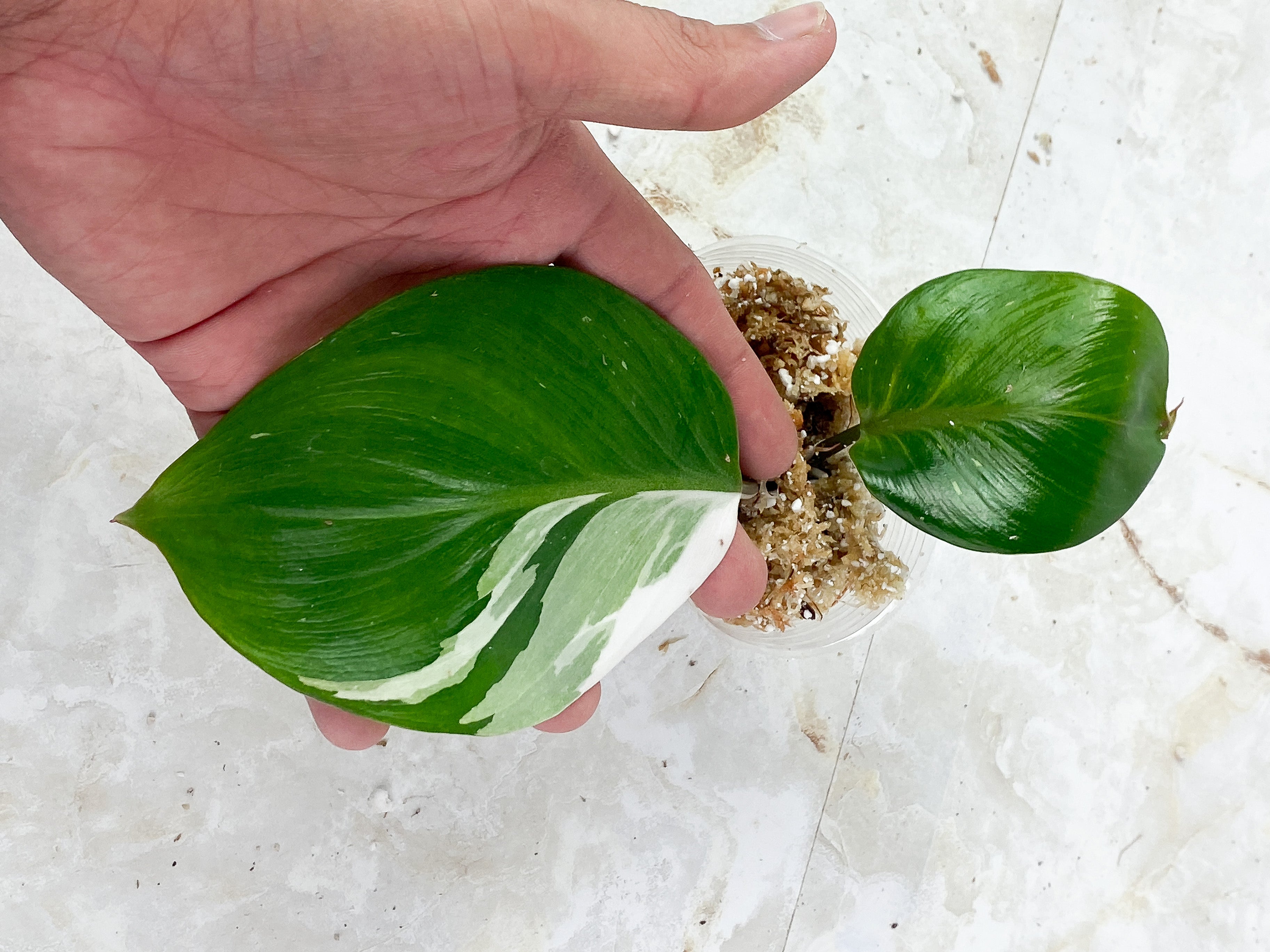 Philodendron White Knight Rooting Top cutting 2 leaves 1 sprout. highly Variegated