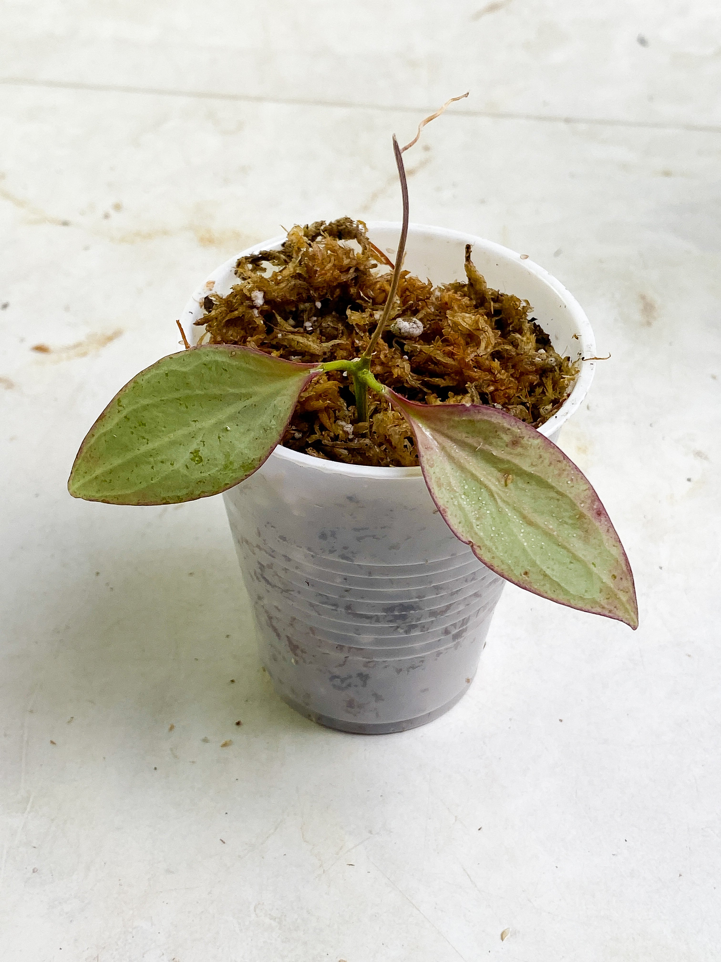 hoya new guinea ghost 2 leaves rooting sunstressed