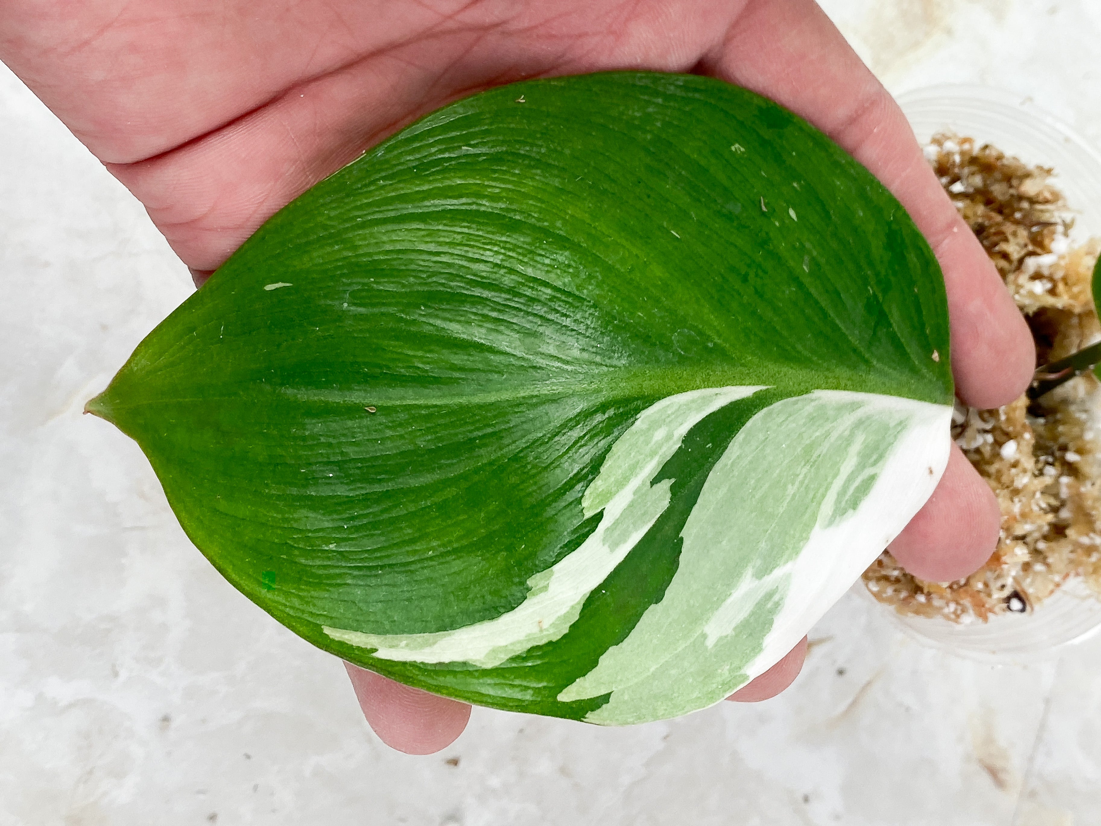 Philodendron White Knight Rooting Top cutting 2 leaves 1 sprout. highly Variegated