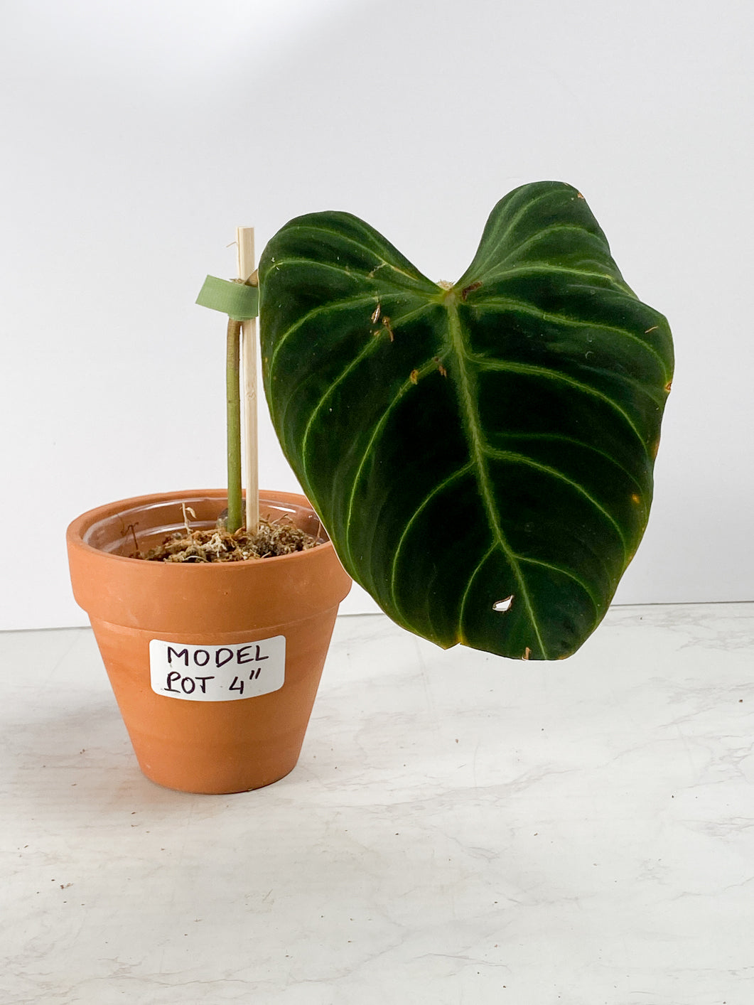 Philodendron Verrucosum  Scarlet Sunset  Rooting 1 leaf 1 sprout