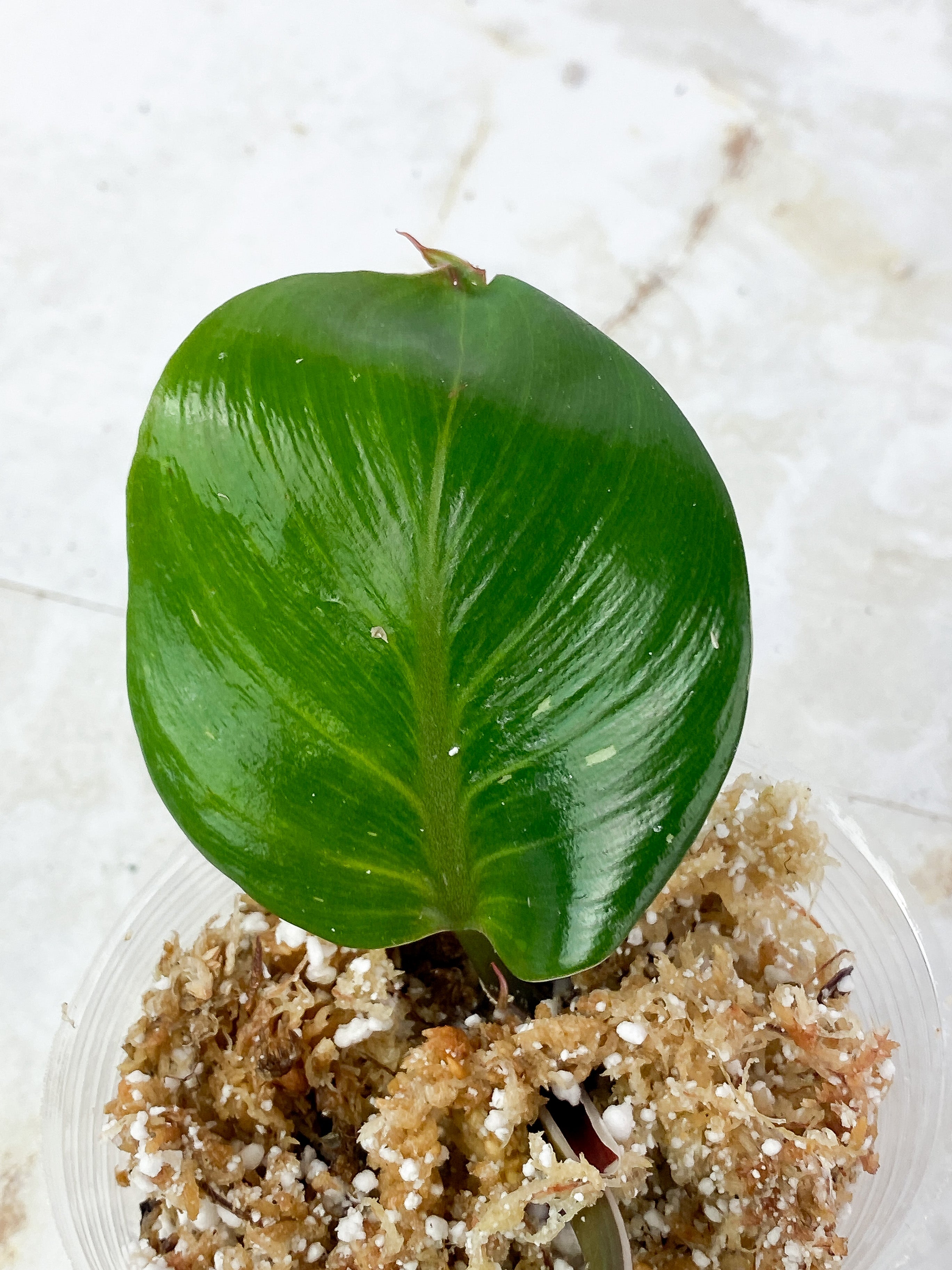 Philodendron White Knight Rooting Top cutting 2 leaves 1 sprout. highly Variegated