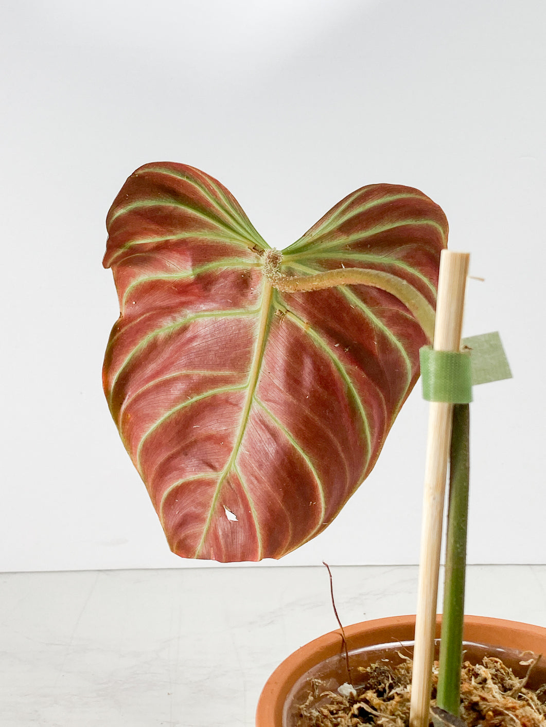 Philodendron Verrucosum  Scarlet Sunset  Rooting 1 leaf 1 sprout