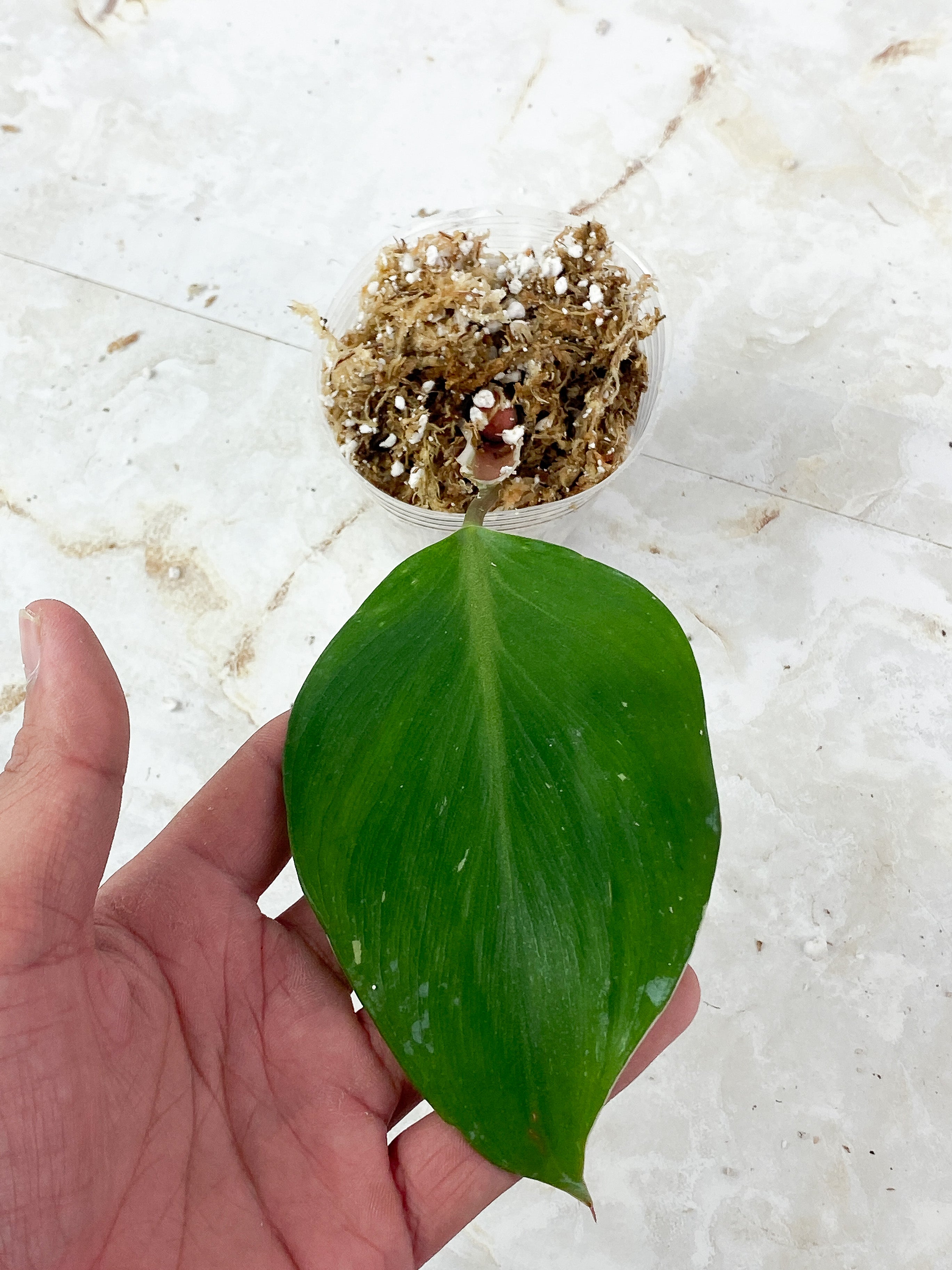 Philodendron White Knight Freckles Rooting