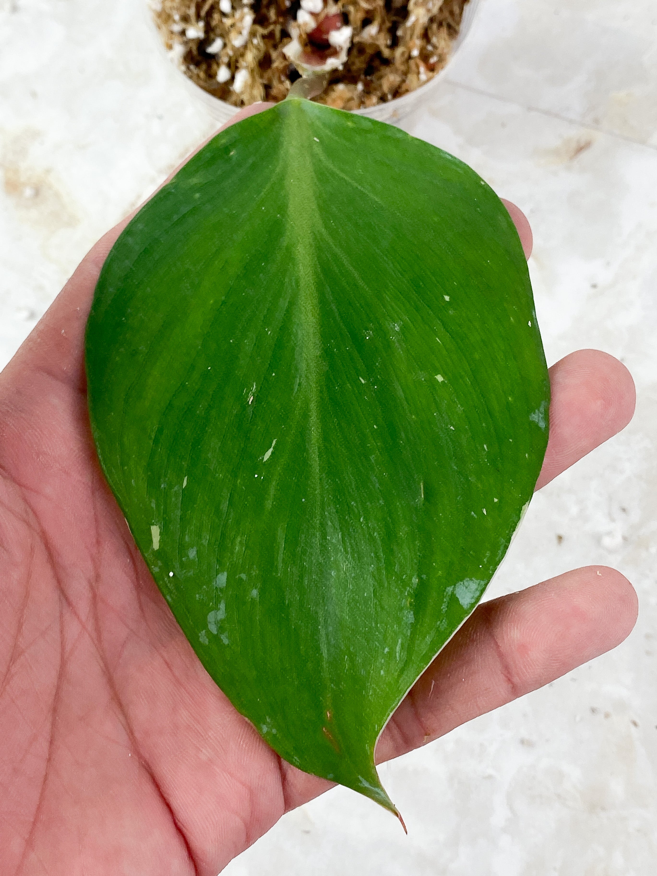 Philodendron White Knight Freckles Rooting