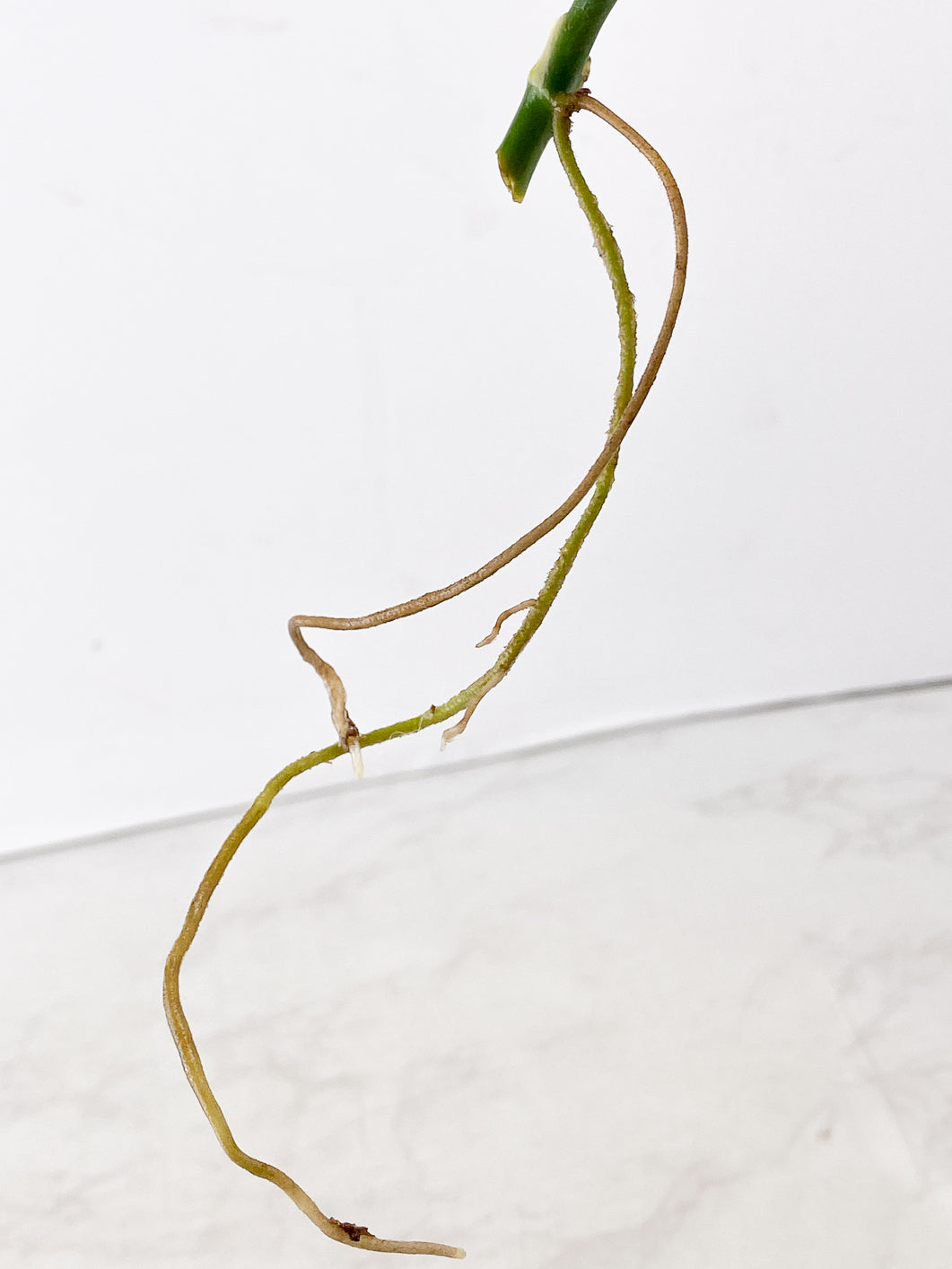 Monstera Adansonii Archipelago 1 leaf with sprout