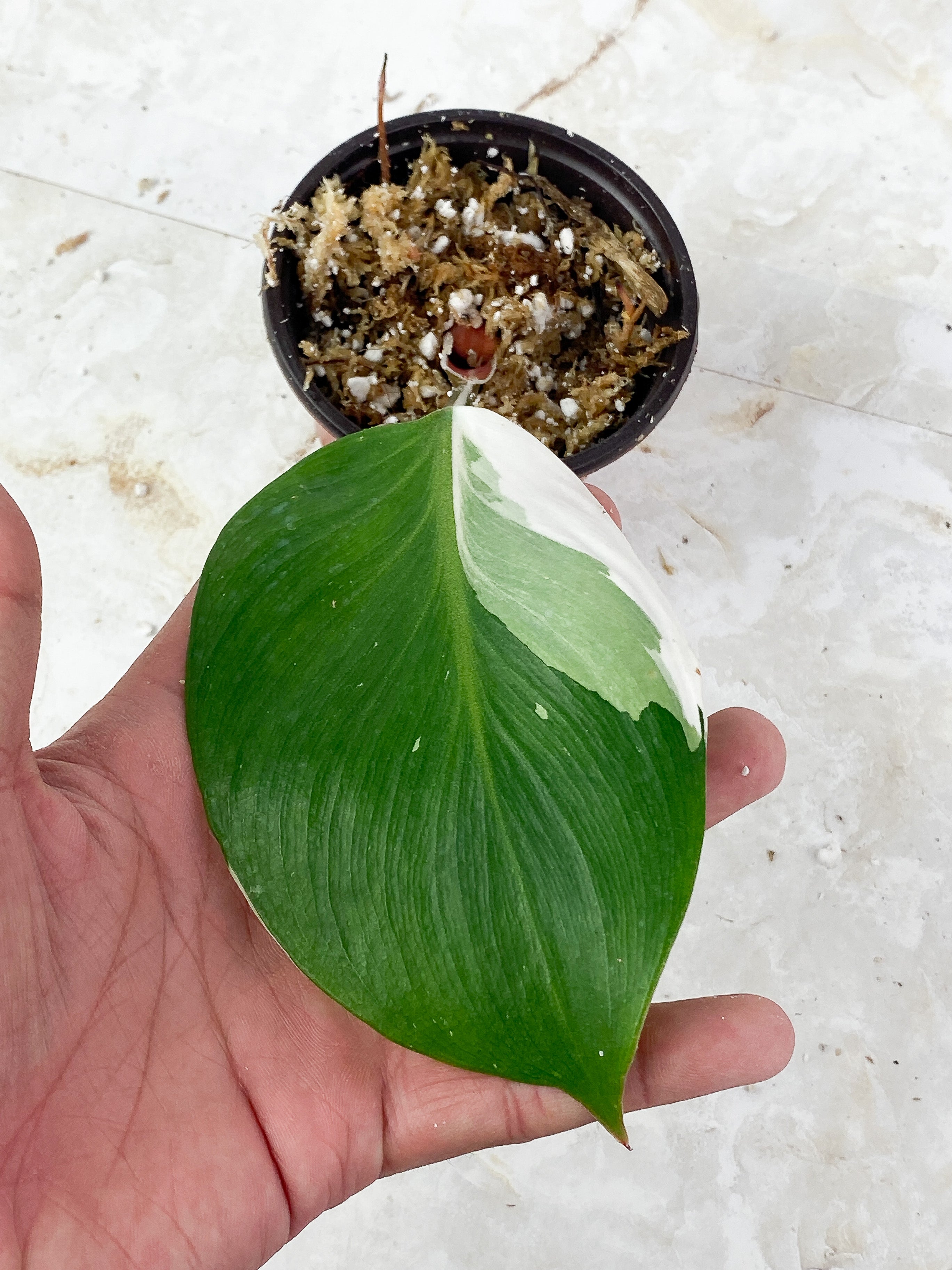 Philodendron White Knight Rooting