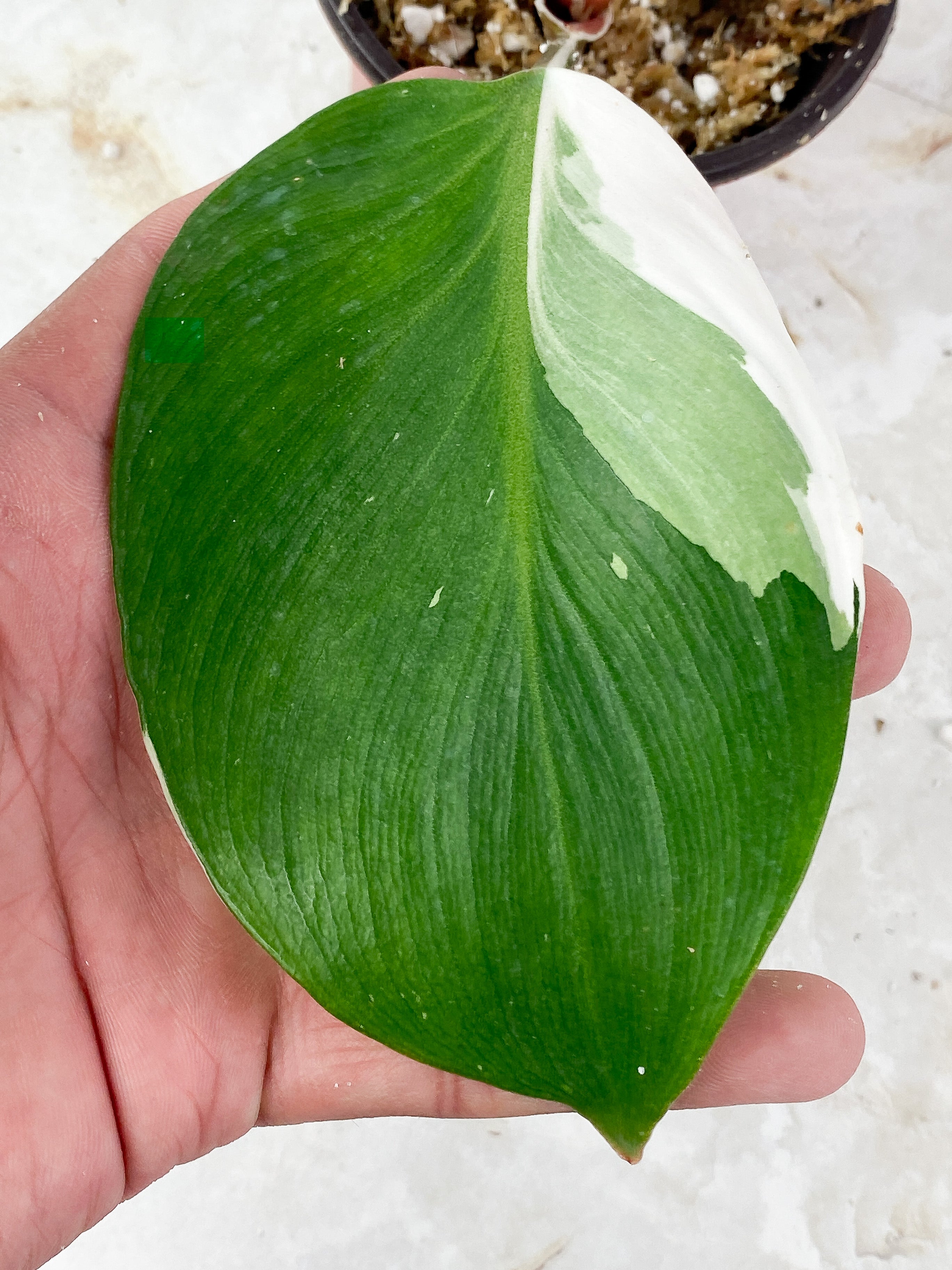 Philodendron White Knight Rooting