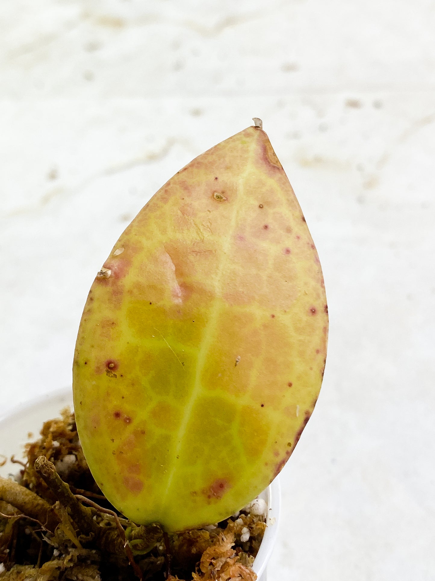 Hoya sulawesi gps 8867 2 leaves  slightly rooted sunstressed