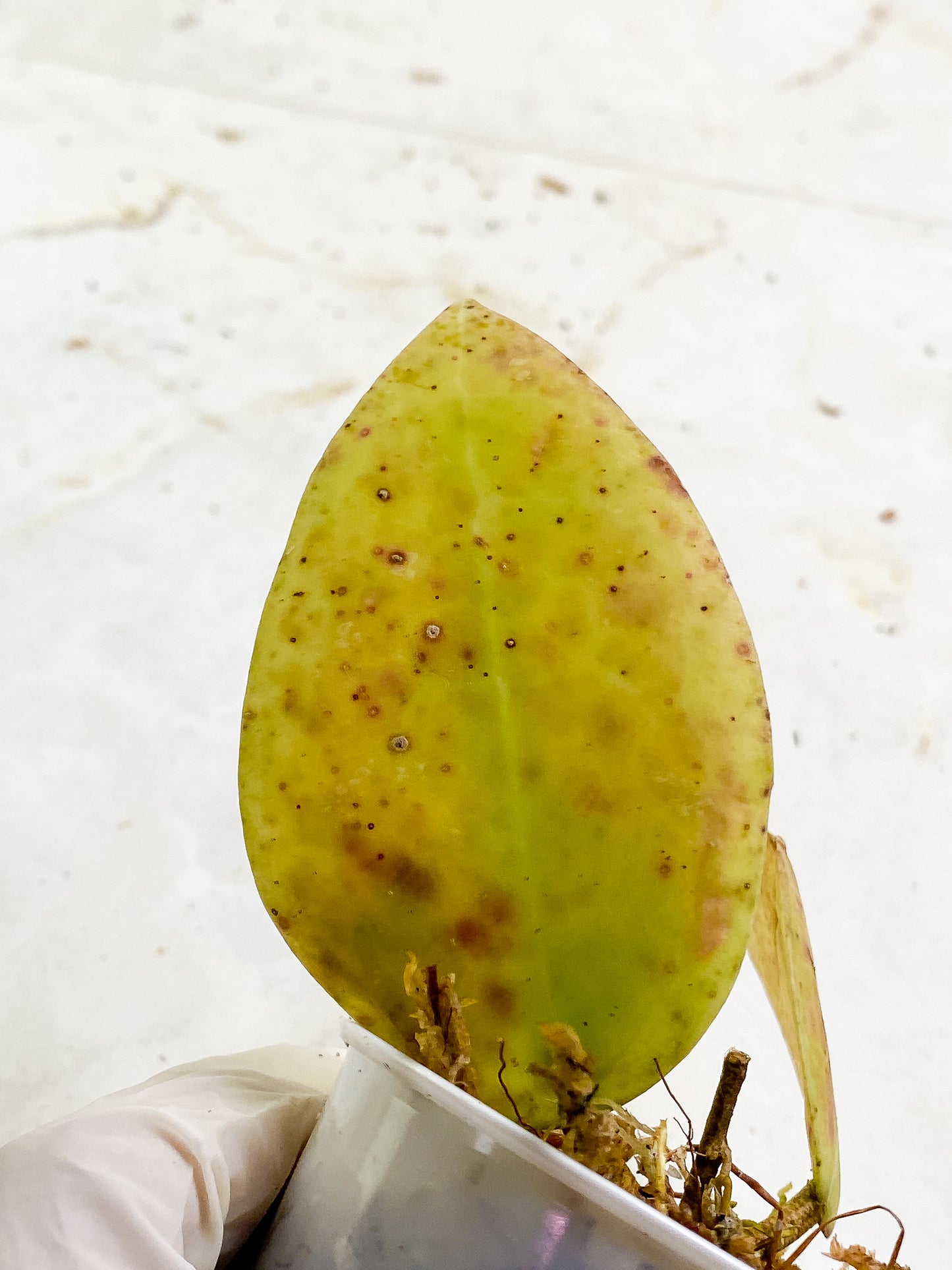 Hoya sulawesi gps 8867 2 leaves  slightly rooted sunstressed