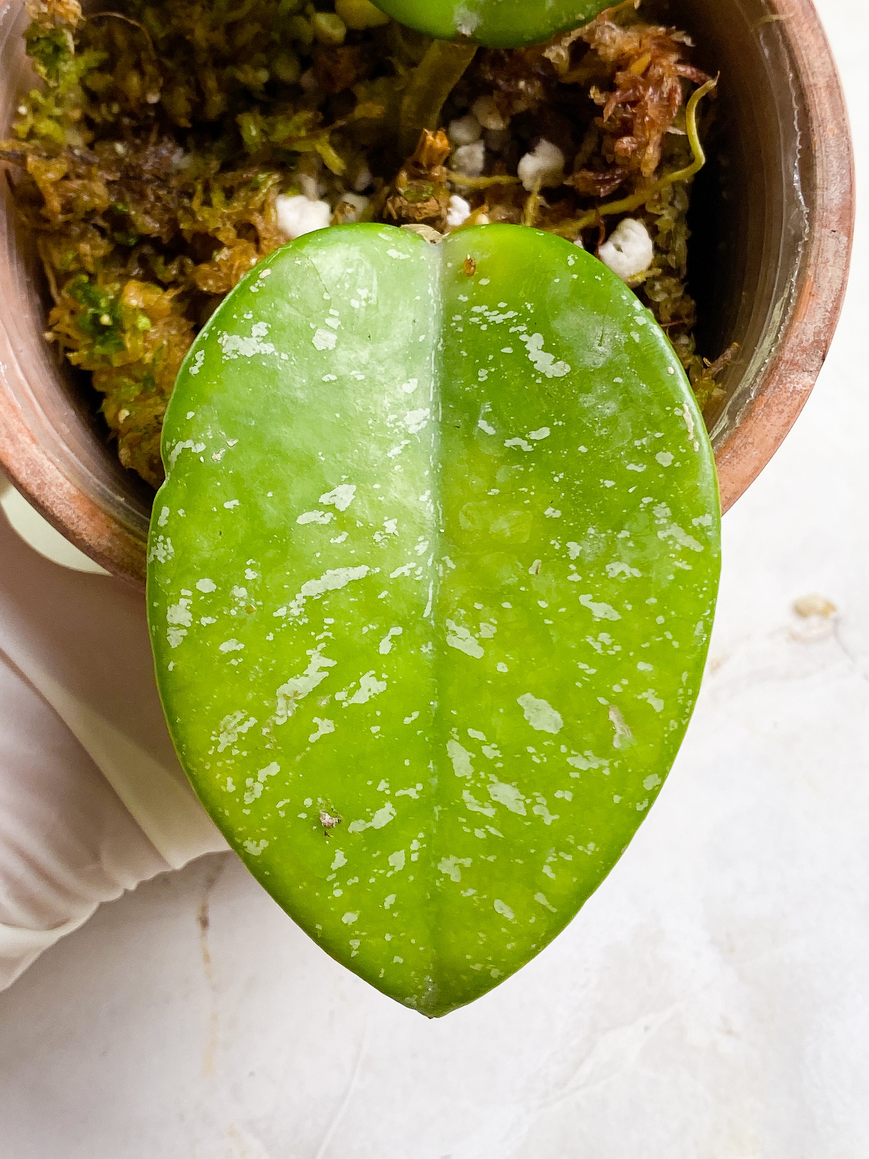 Hoya carnosa freckles splash 2 leaves rooted