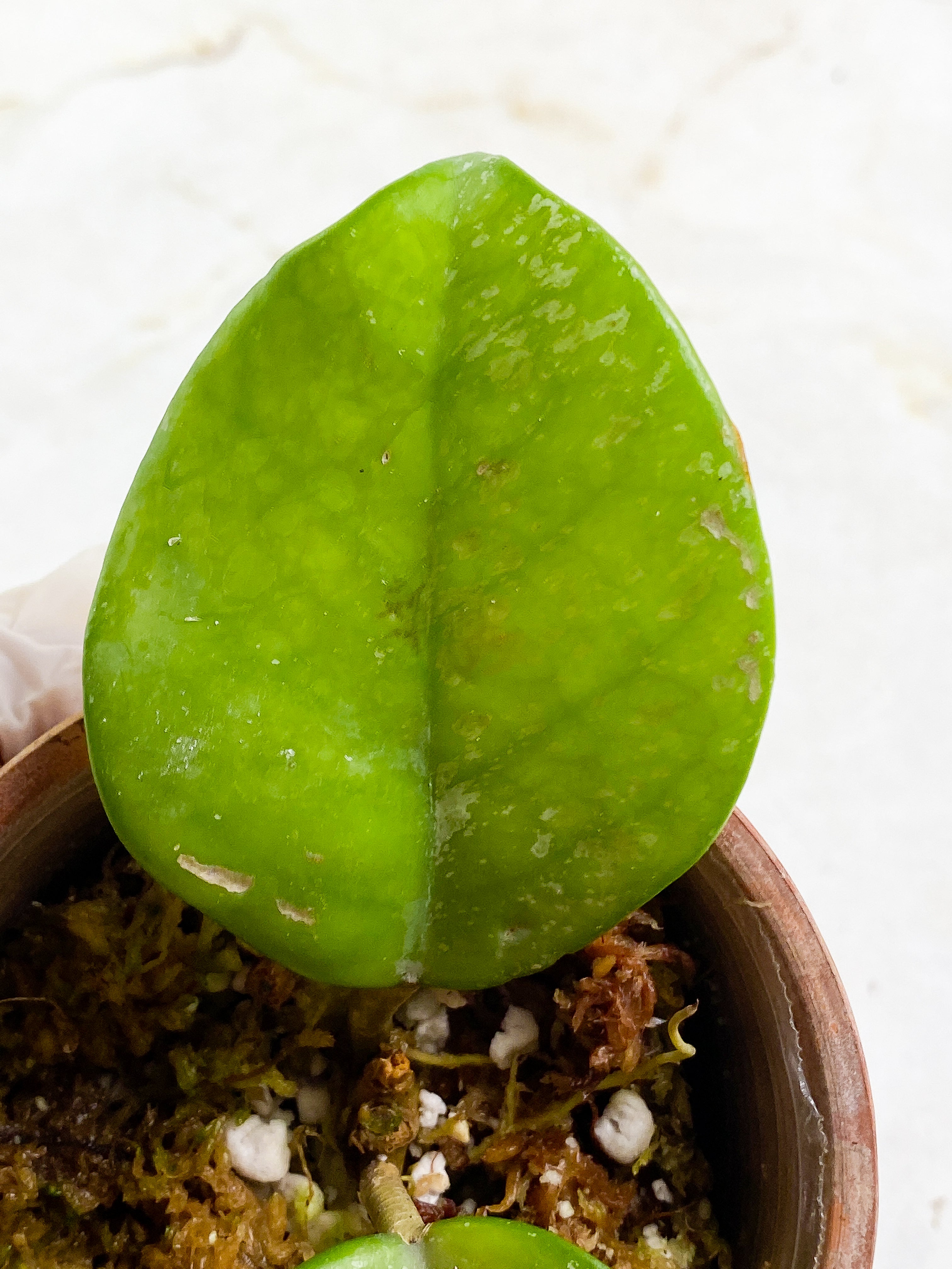 Hoya carnosa freckles splash 2 leaves rooted