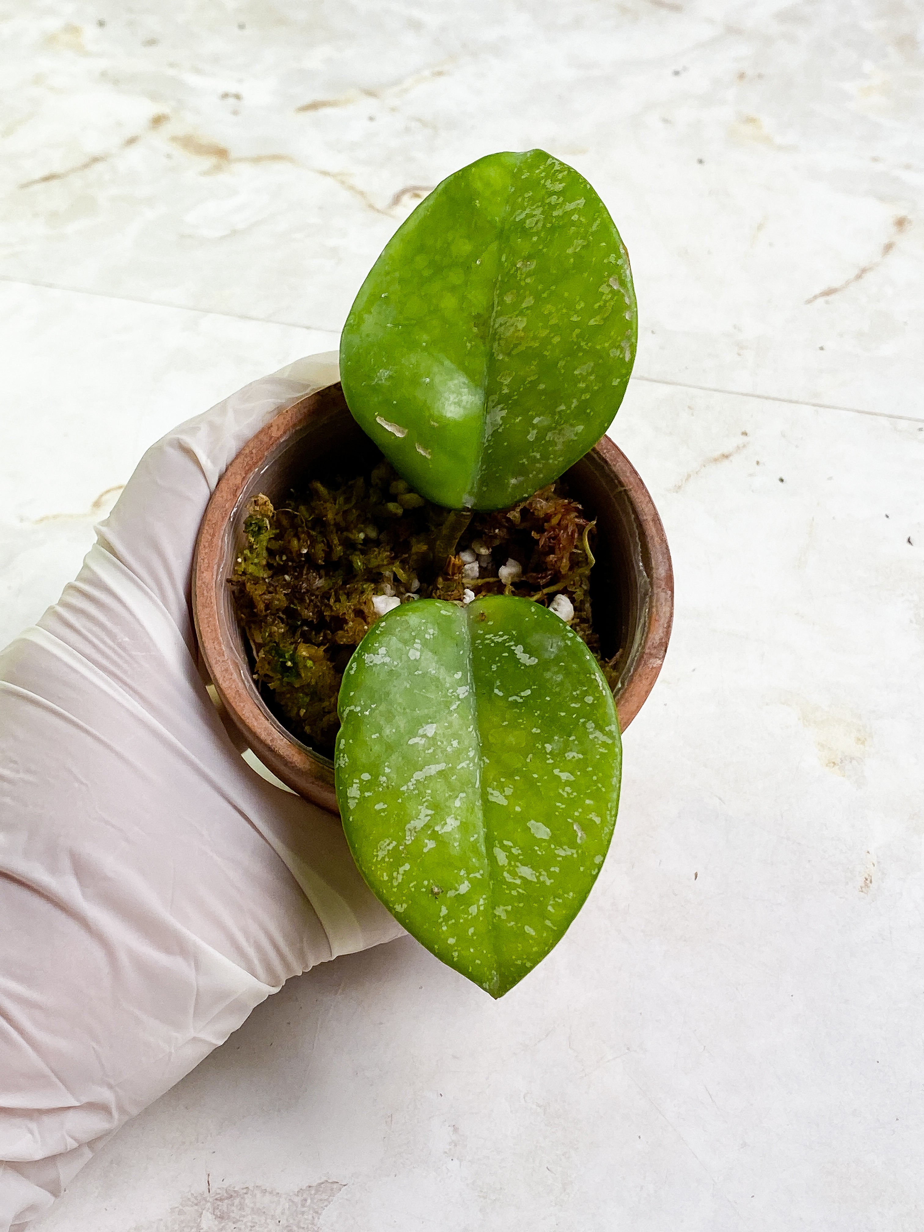 Hoya carnosa freckles splash 2 leaves rooted