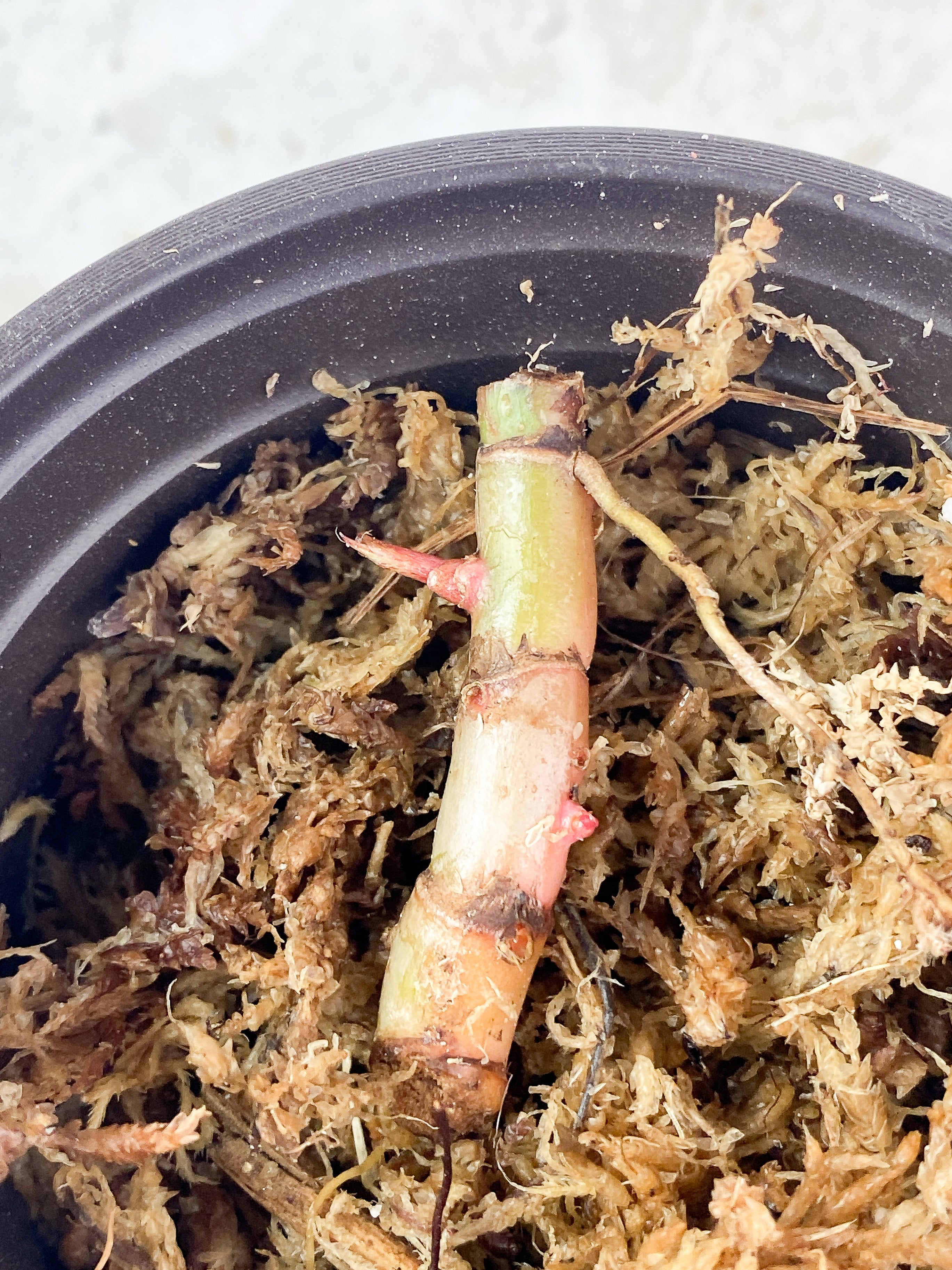 Philodendron White Knight Rooting Triple node with 3 sprouts