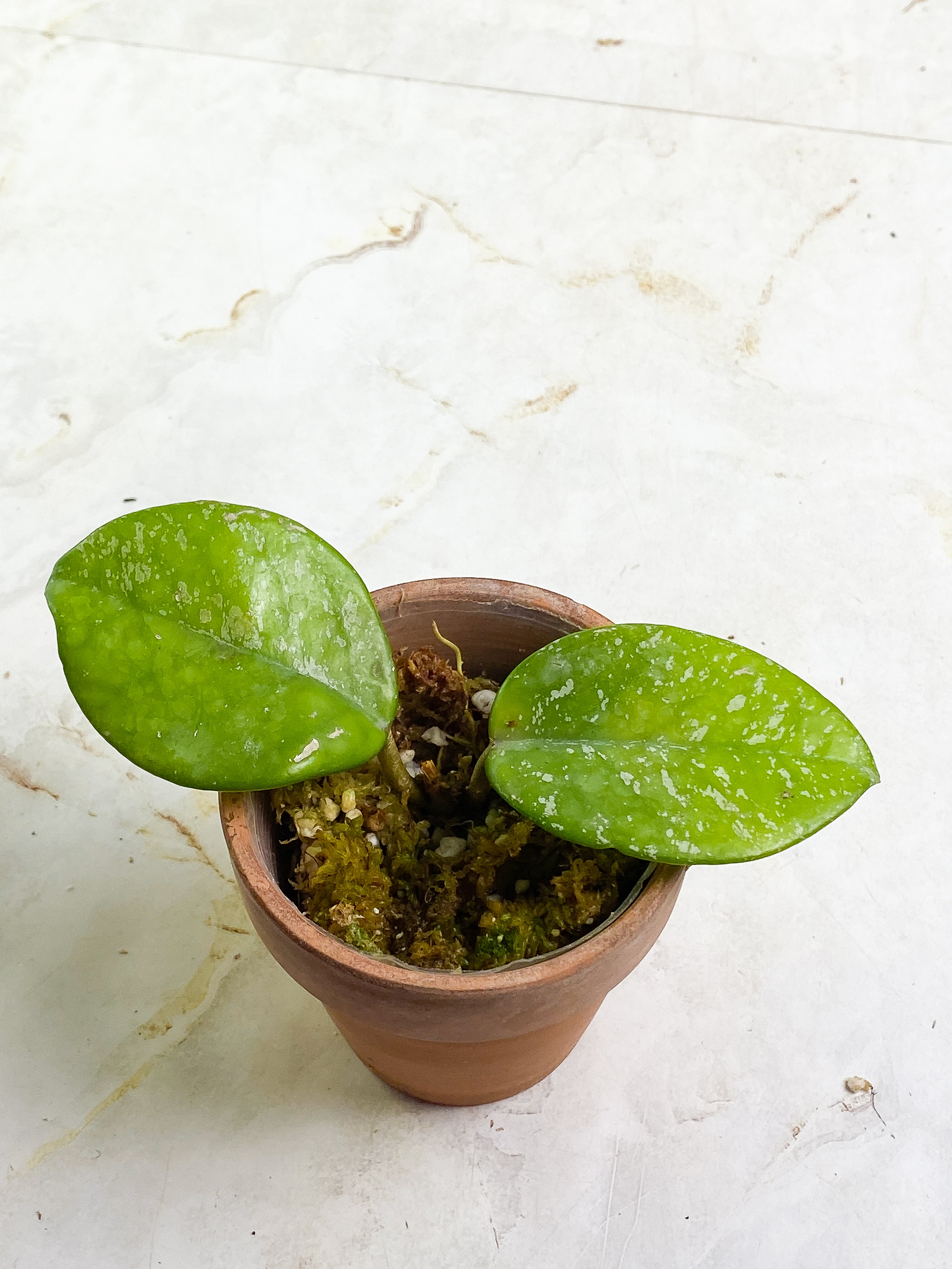 Hoya carnosa freckles splash 2 leaves rooted