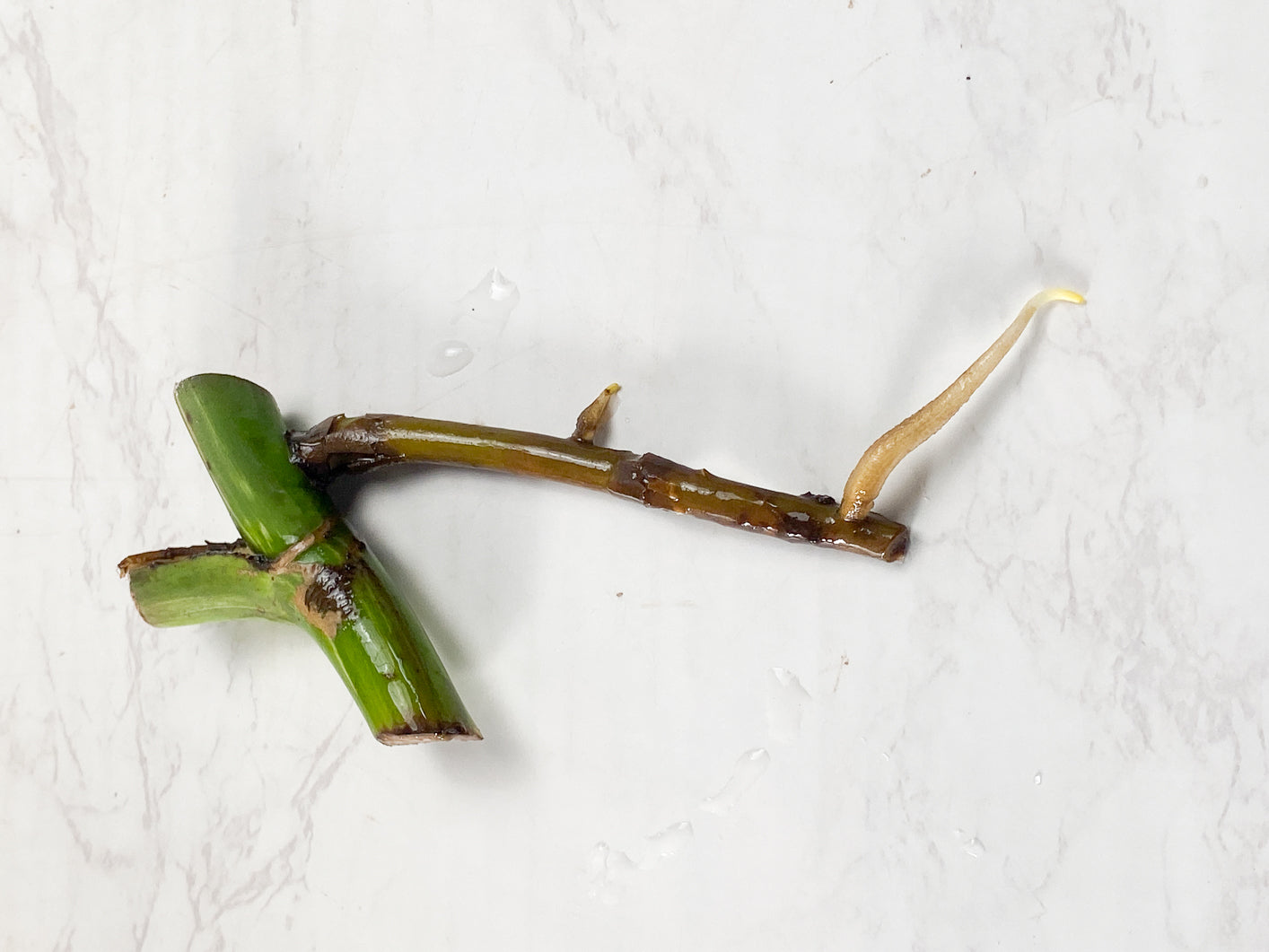 Monstera Albo Variegated  Rooting node 1 growing bud