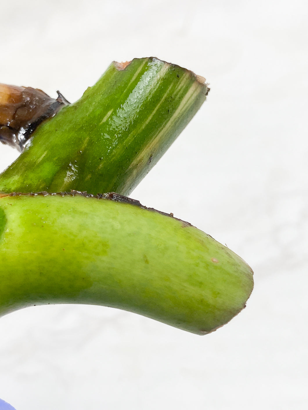Monstera Albo Variegated  Rooting node 1 growing bud