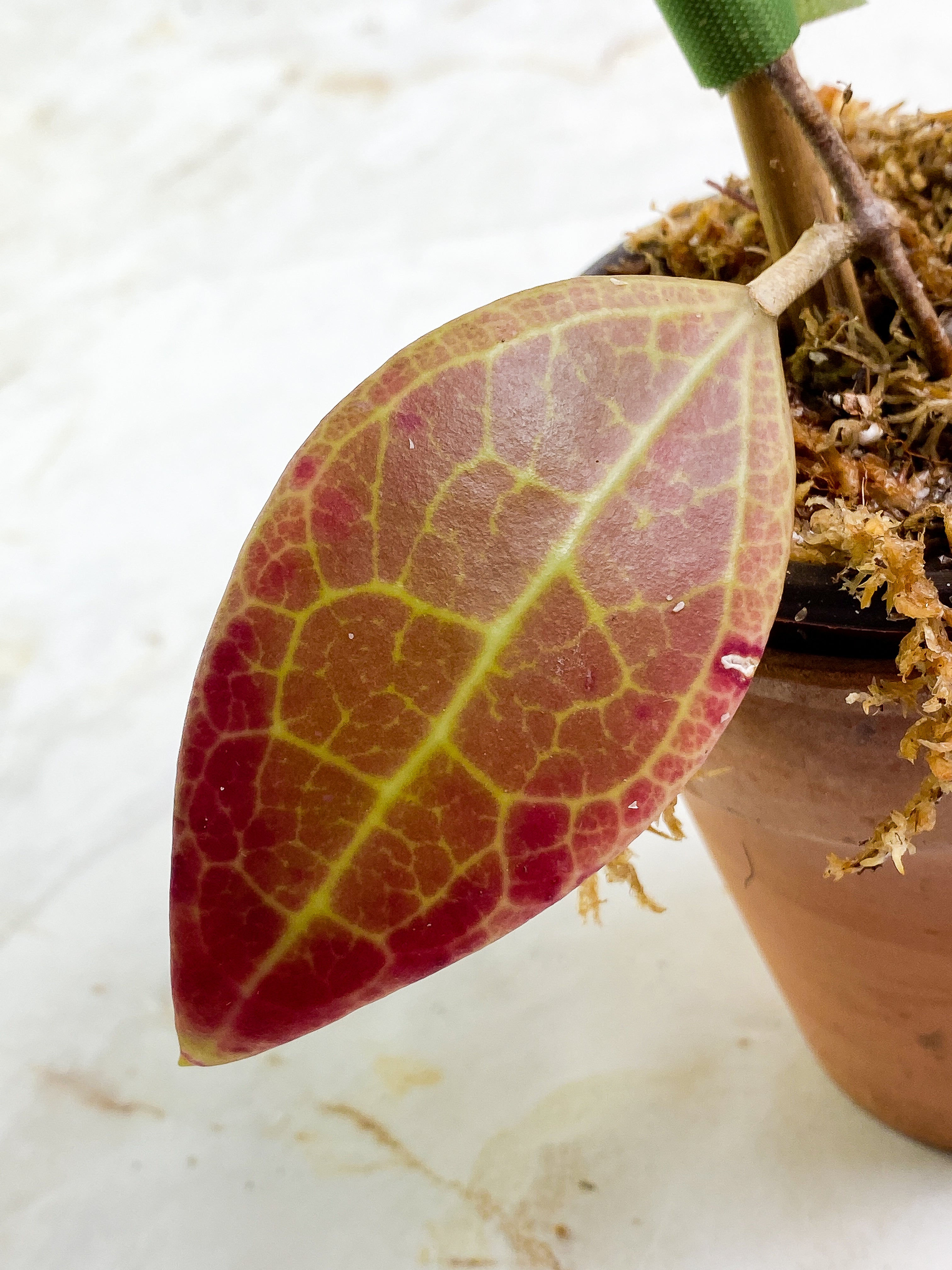 Hoya sulawesi gps 8867 2 leaves  slightly rooted sunstressed