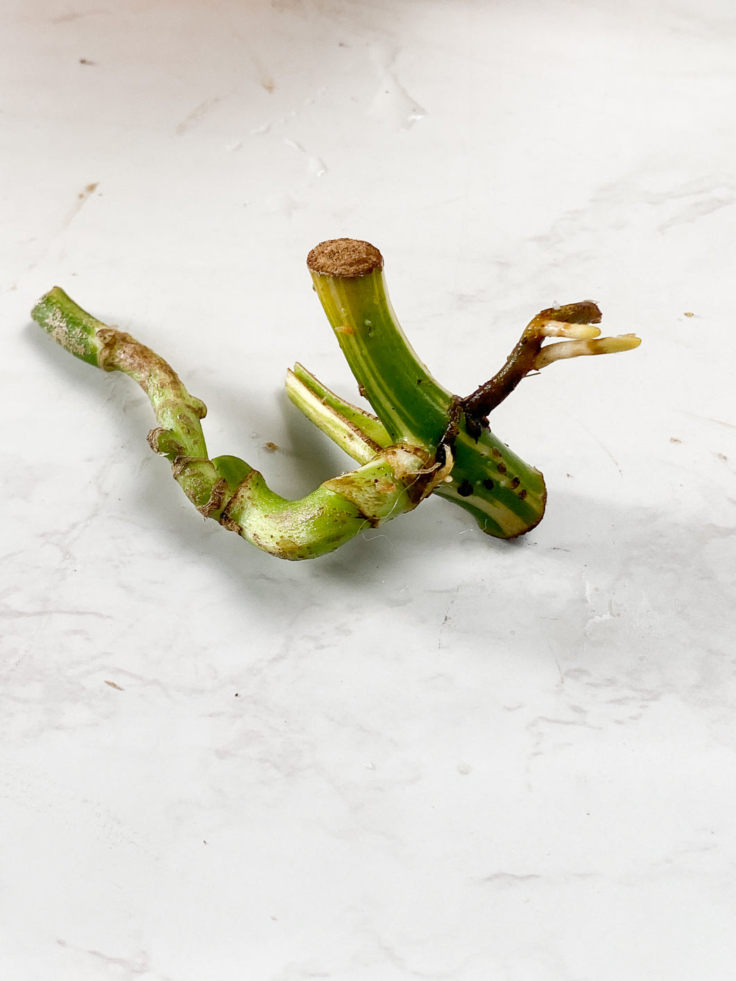 Rhaphidophora tetrasperma variegated multiple nodes and activated buds