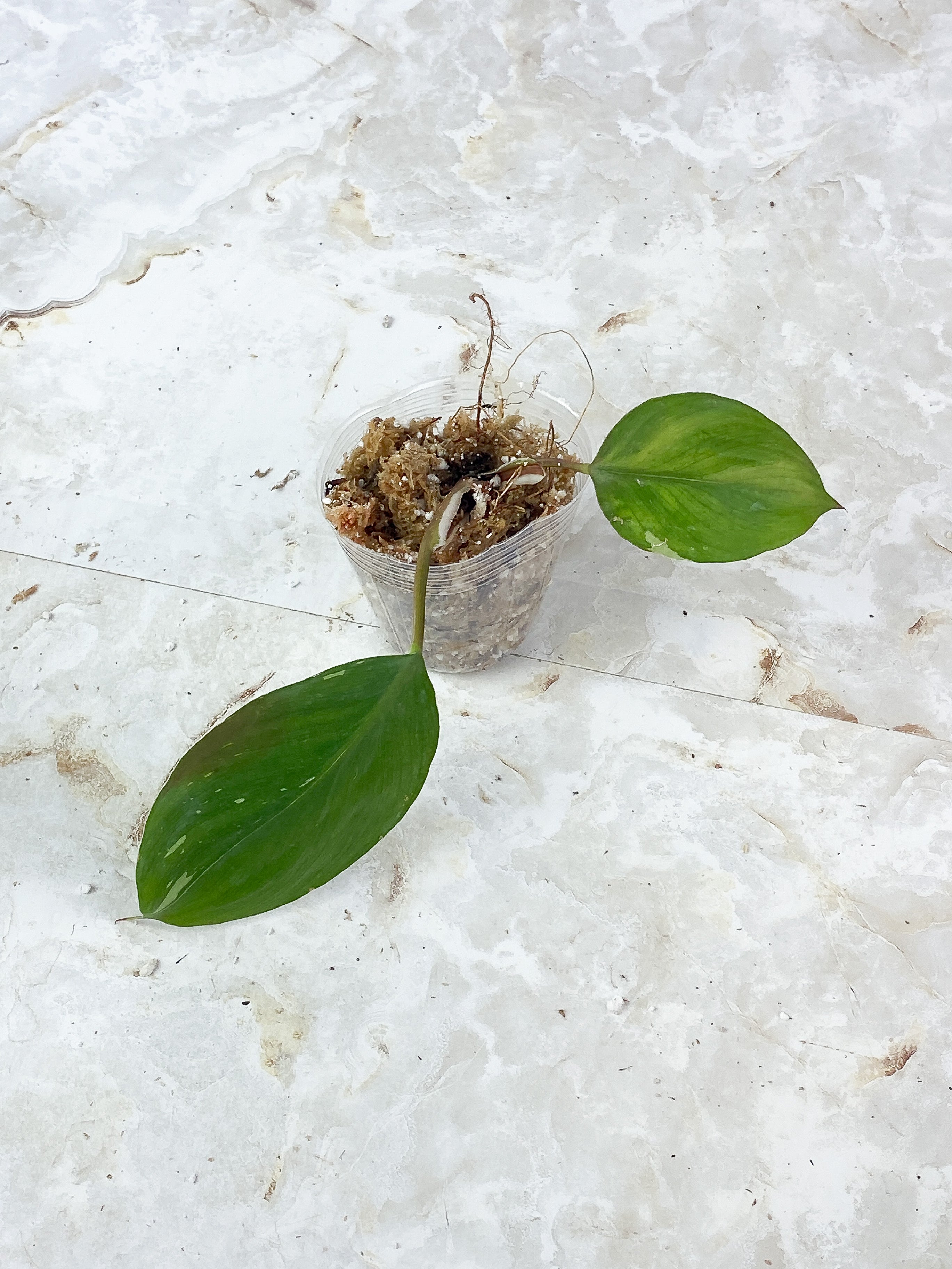 Philodendron White Knight  Rooting 2 leaves