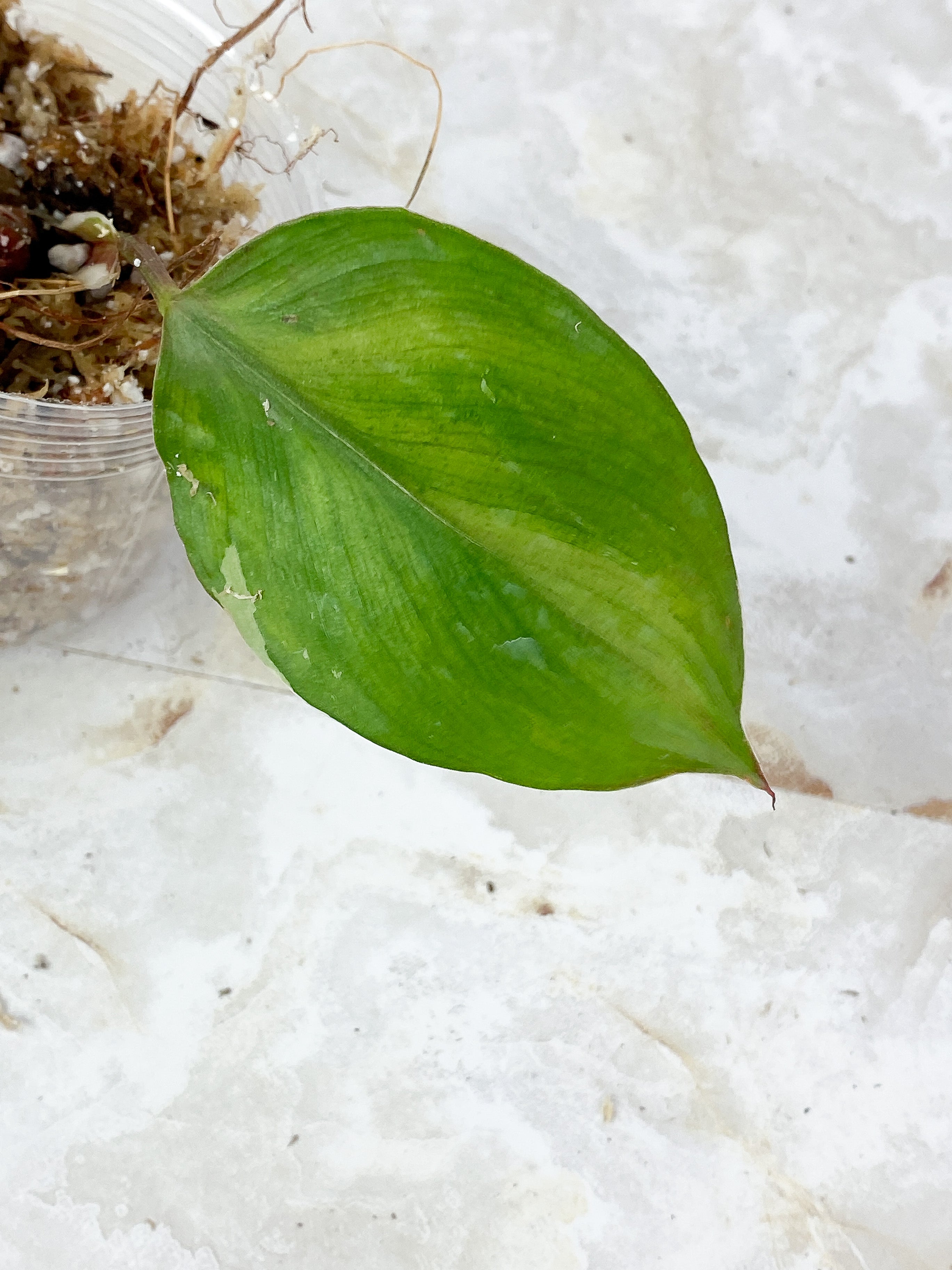 Philodendron White Knight  Rooting 2 leaves