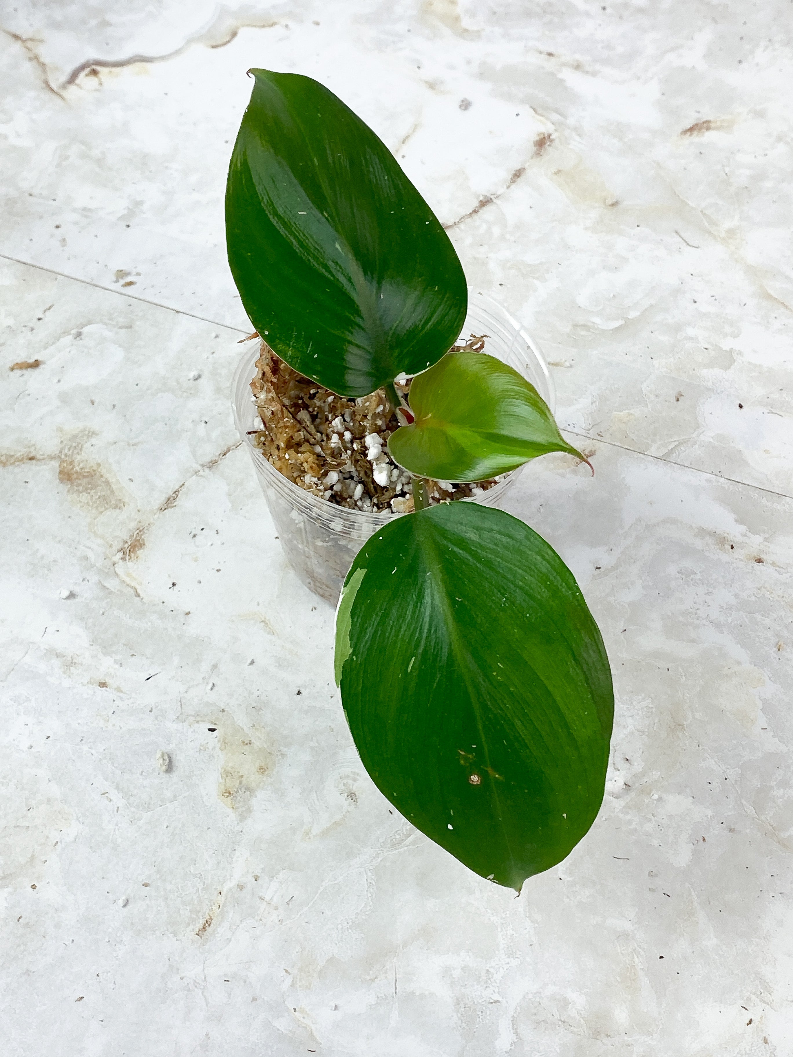 Philodendron White Knight Tricolor Rooted 3 leaves