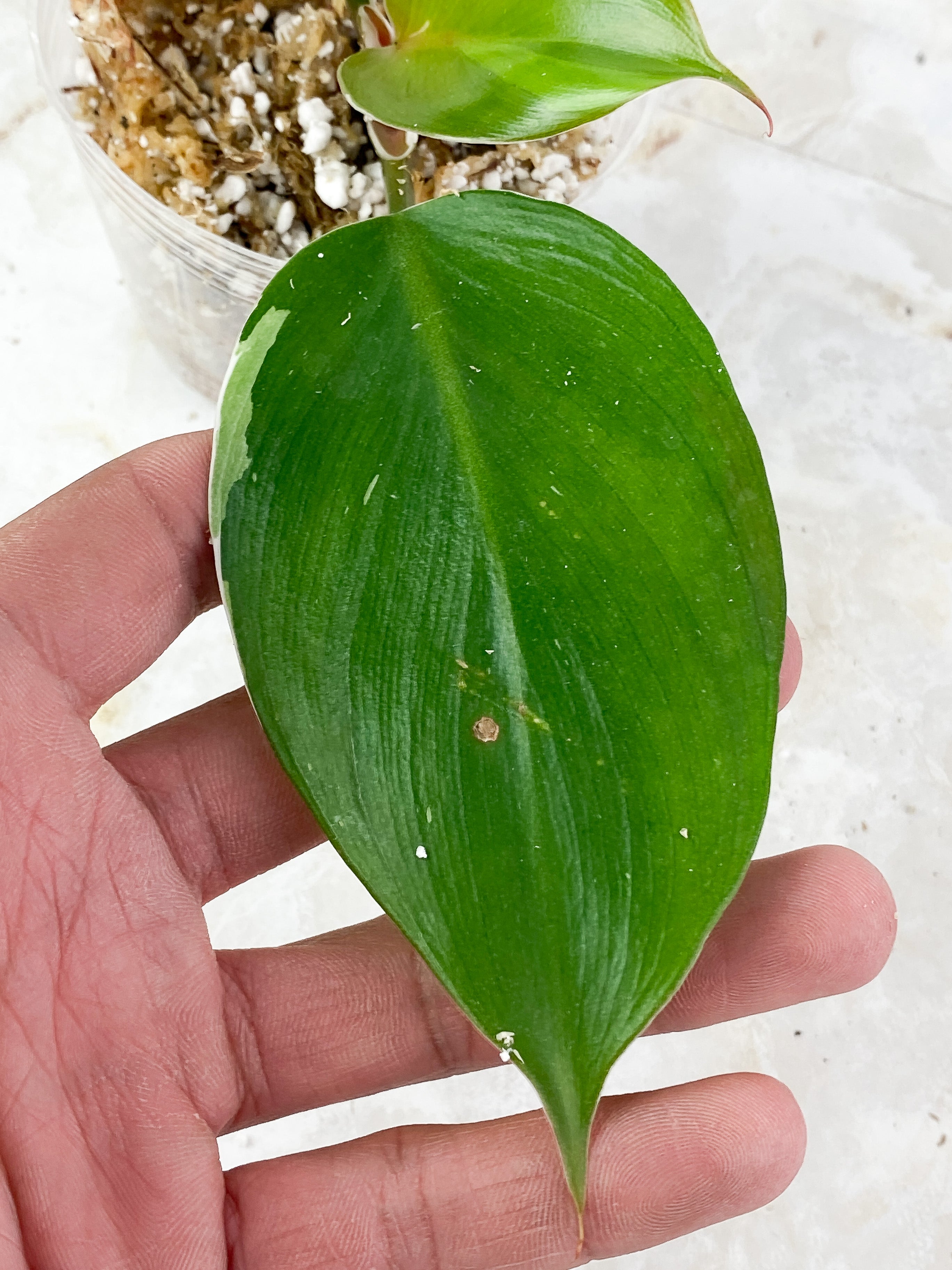 Philodendron White Knight Tricolor Rooted 3 leaves