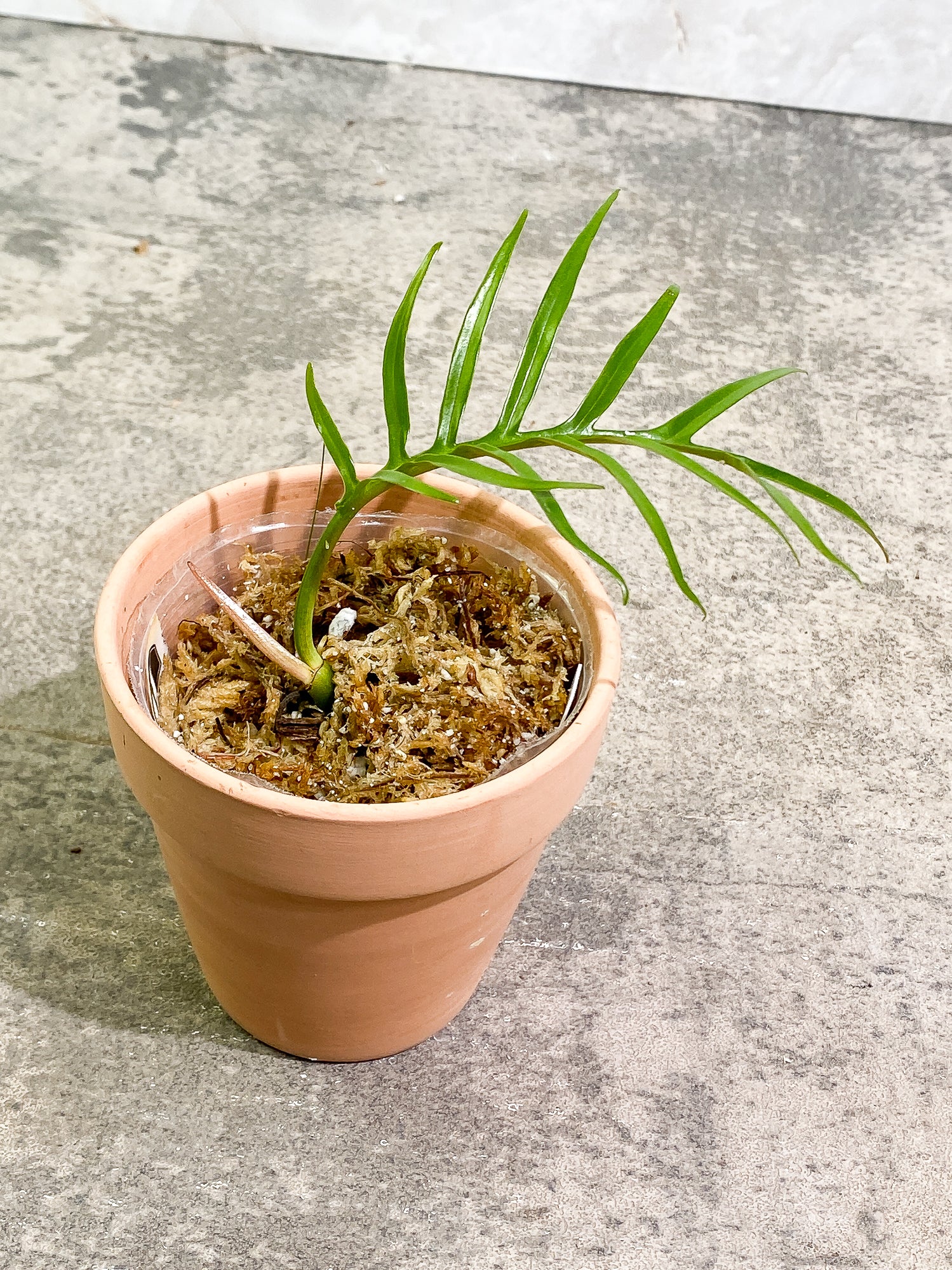 Philodendron Tortum 1 leaf 1 sprout rooting