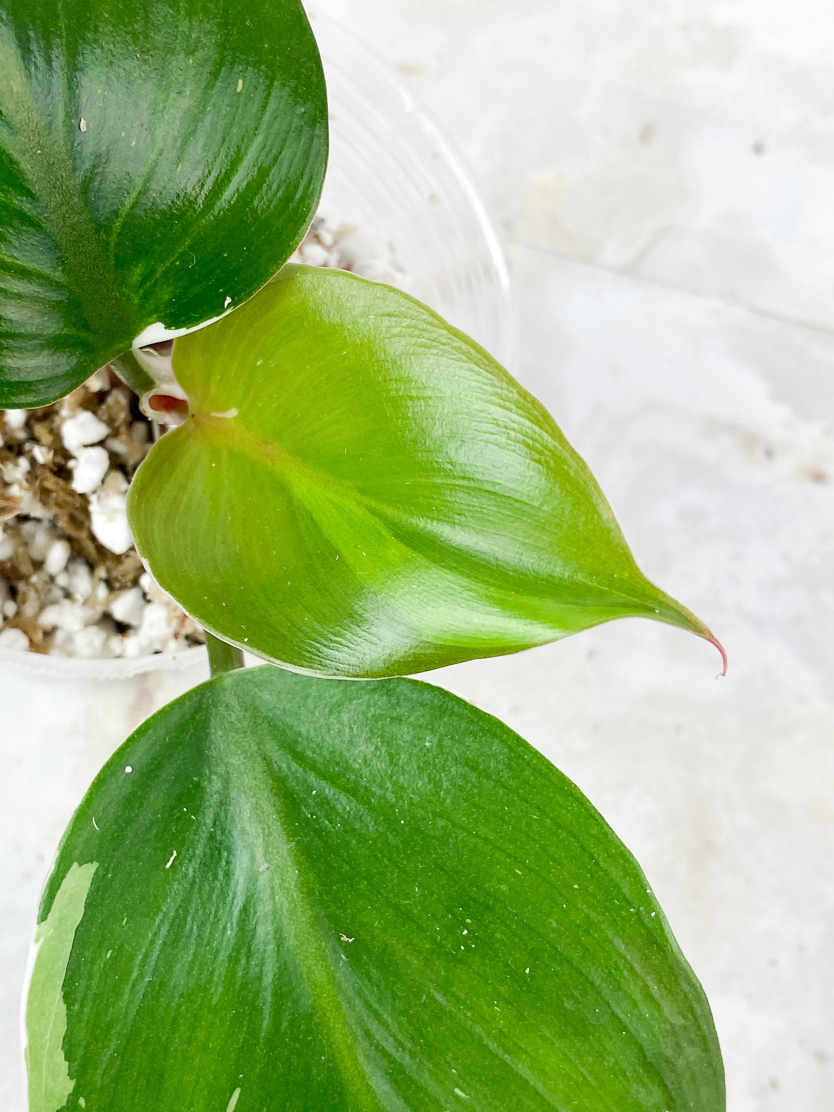 Philodendron White Knight Tricolor Rooted 3 leaves