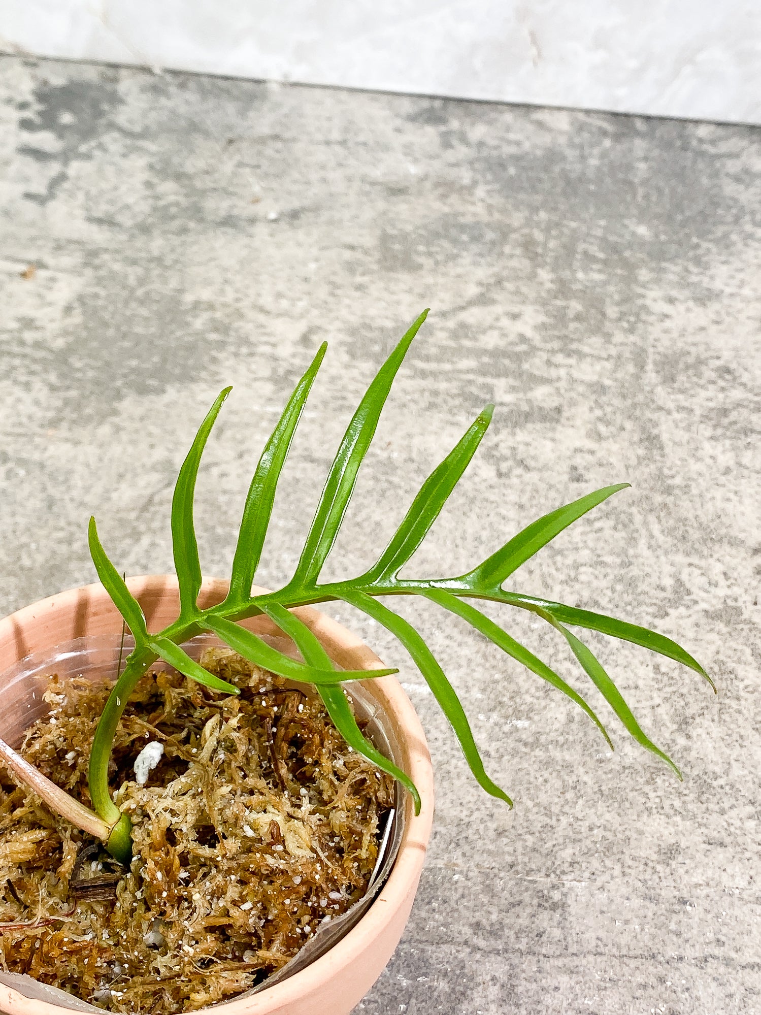 Philodendron Tortum 1 leaf 1 sprout rooting