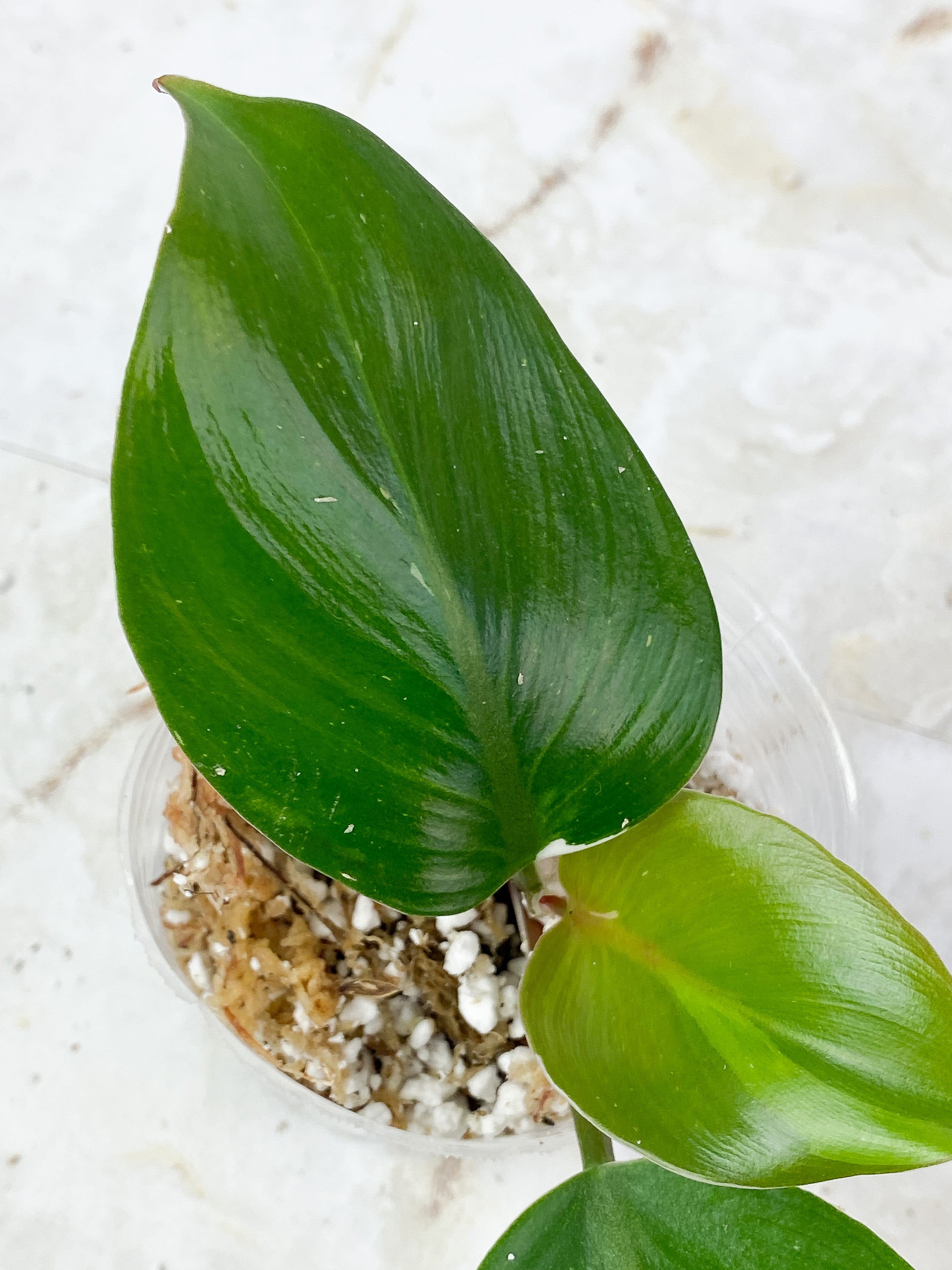 Philodendron White Knight Tricolor Rooted 3 leaves