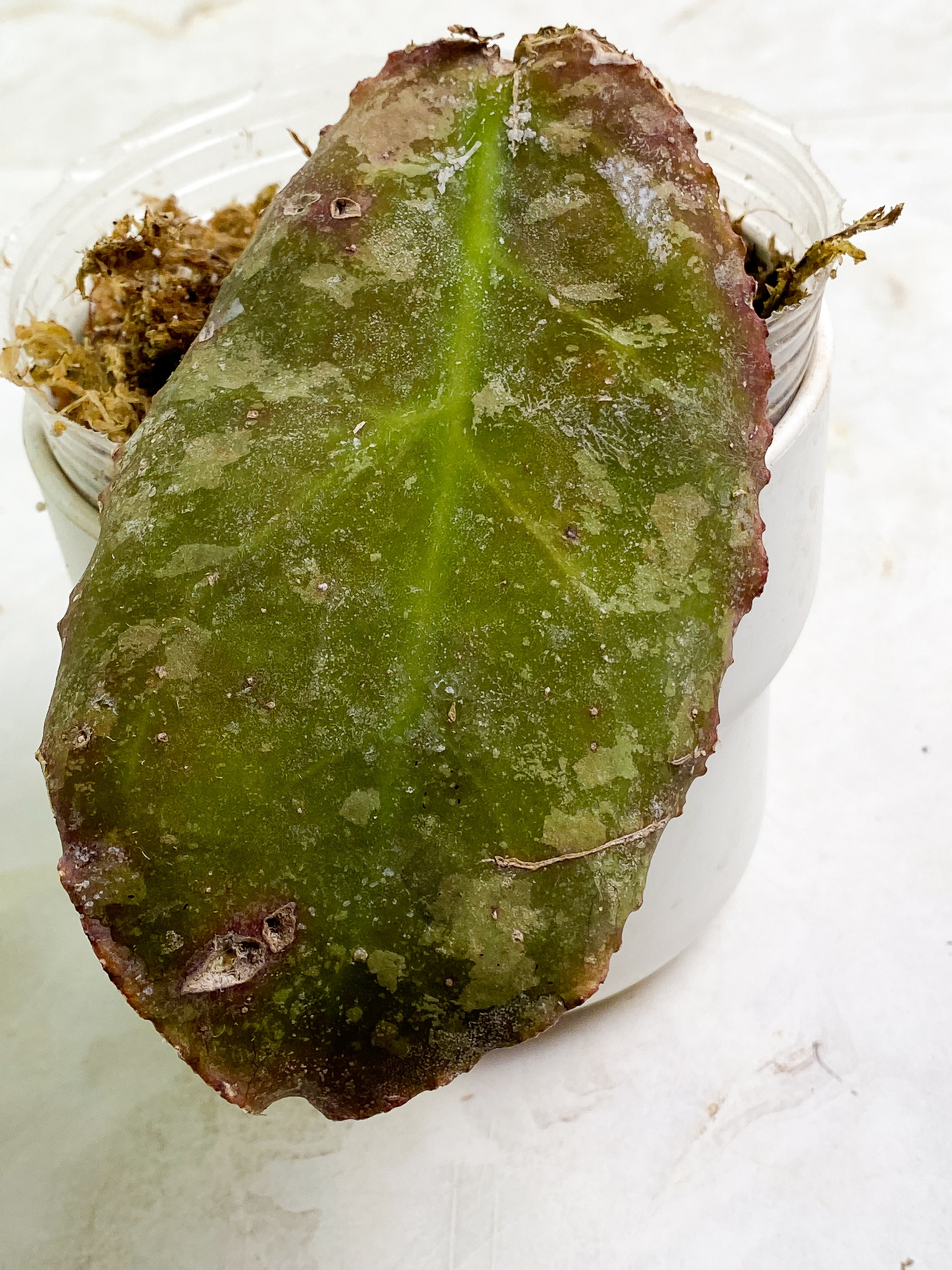 Hoya Undulata 1 leaf 1 bud