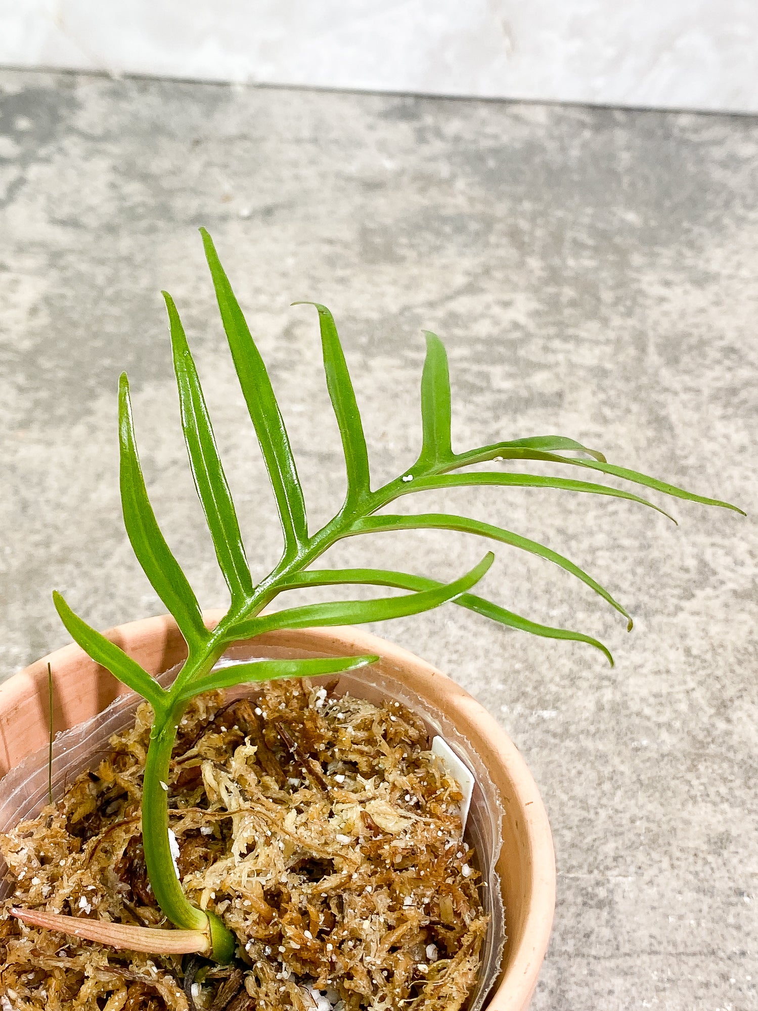 Philodendron Tortum 1 leaf 1 sprout rooting