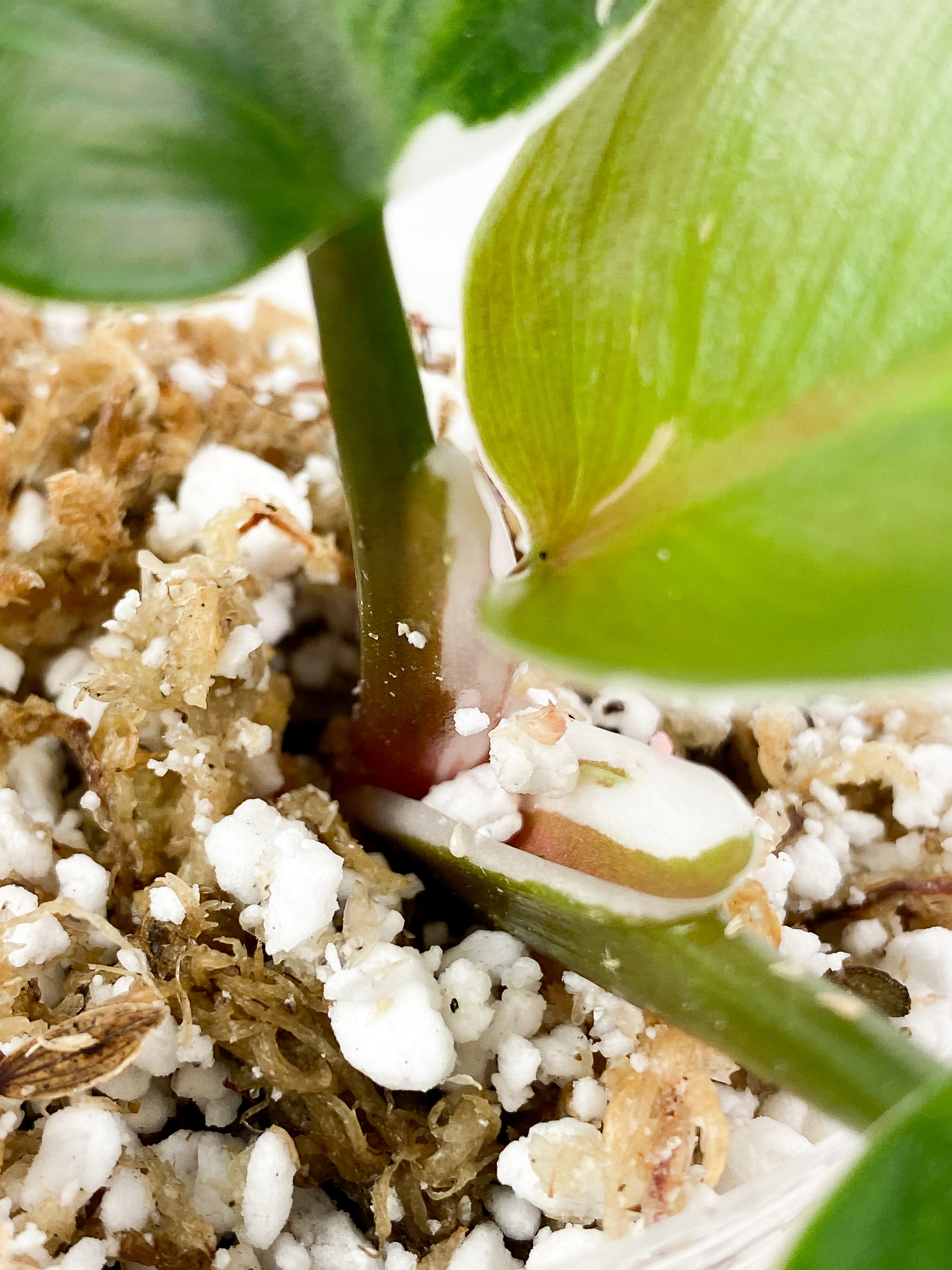 Philodendron White Knight Tricolor Rooted 3 leaves