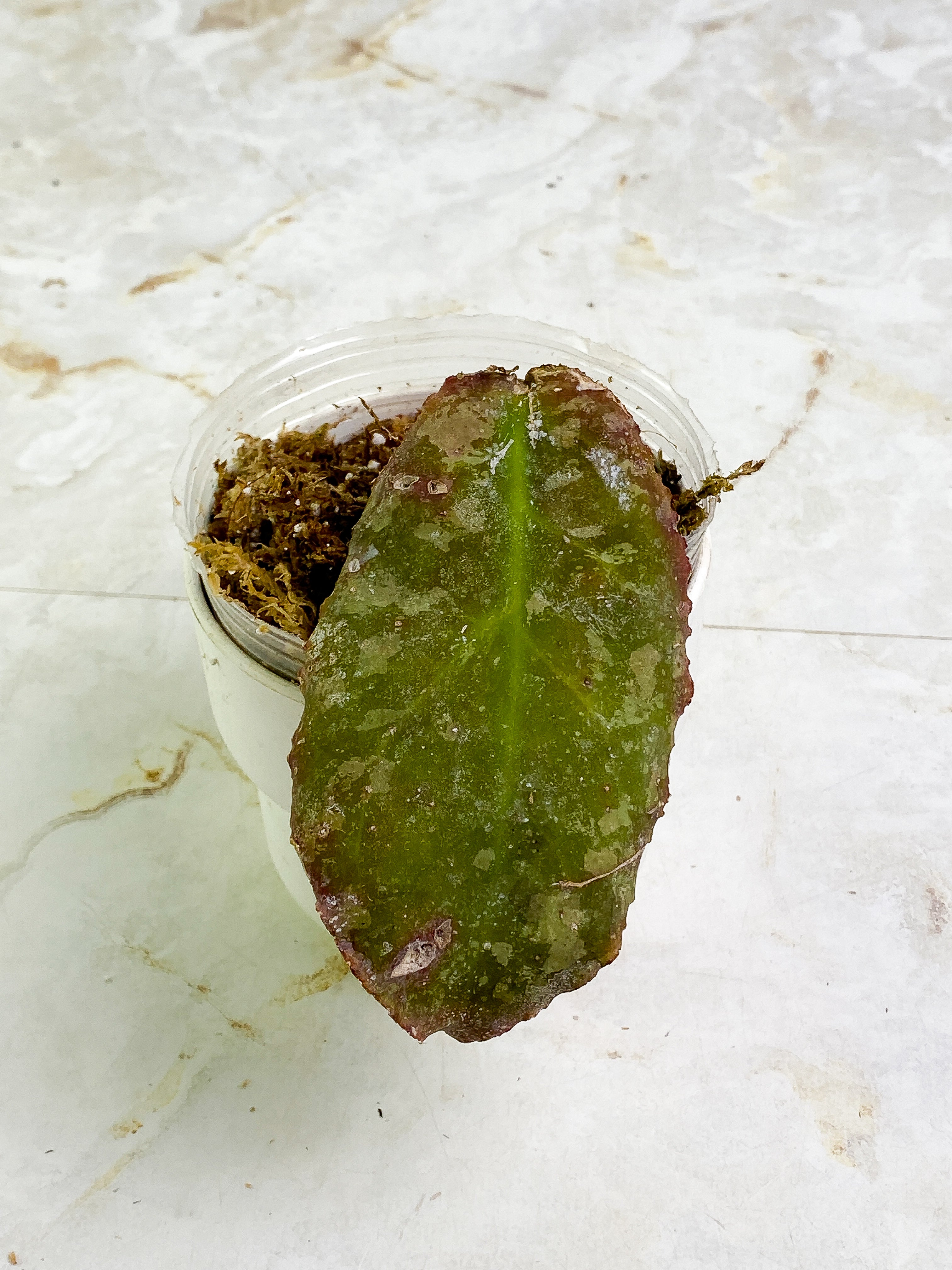 Hoya Undulata 1 leaf 1 bud