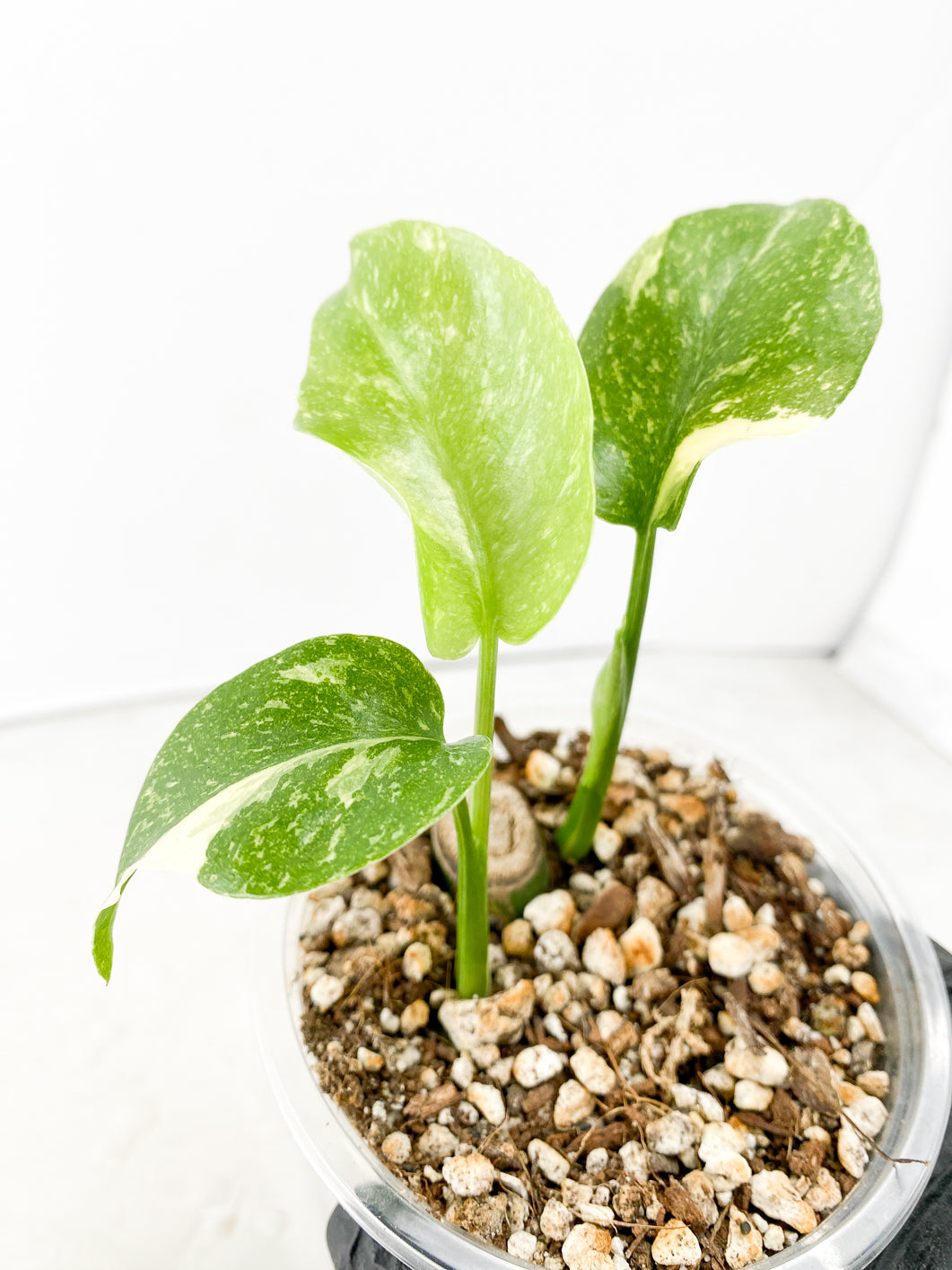 Monstera Thai Constellation 3 leaves with new growth rooted in soil