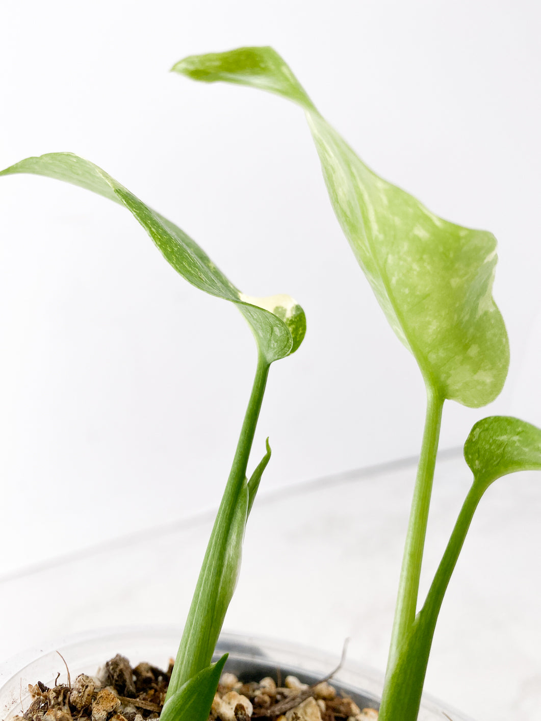 Monstera Thai Constellation 3 leaves with new growth rooted in soil