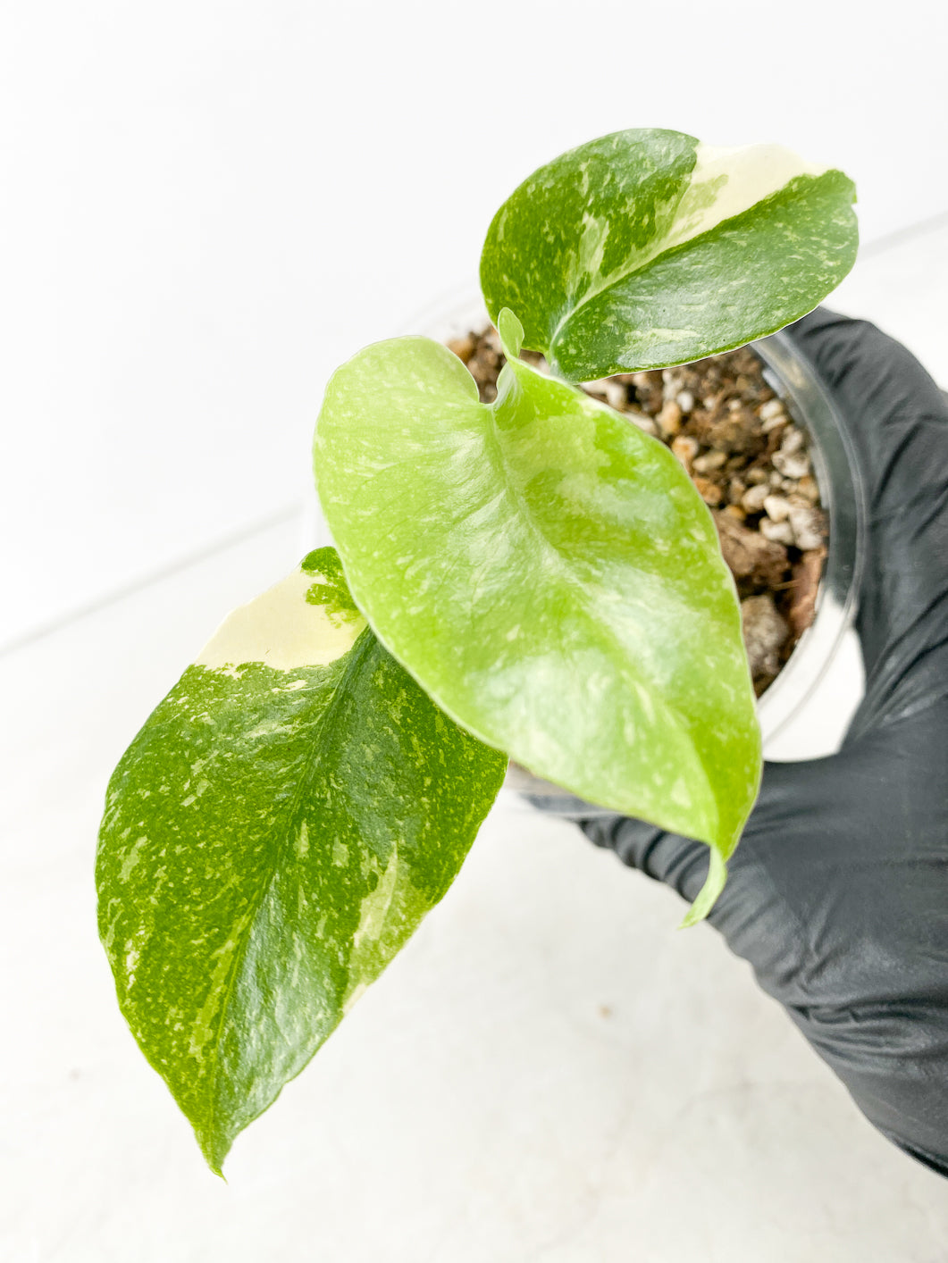 Monstera Thai Constellation 3 leaves with new growth rooted in soil