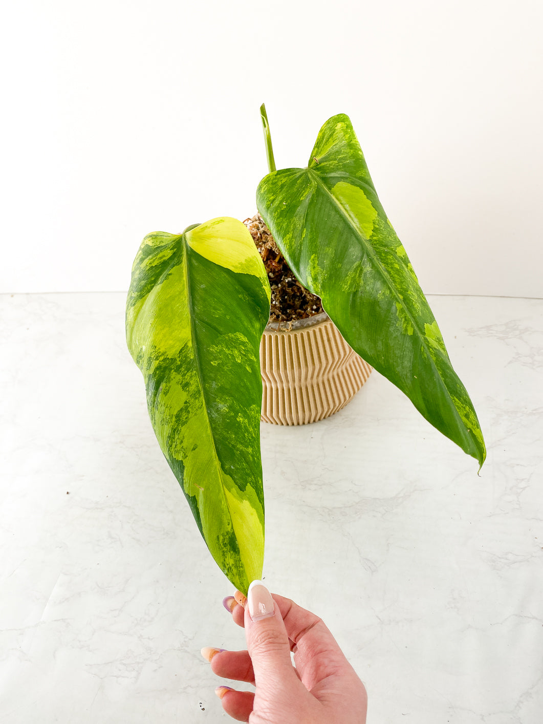 Philodendron Domesticum Variegated 2 leaves Rooted