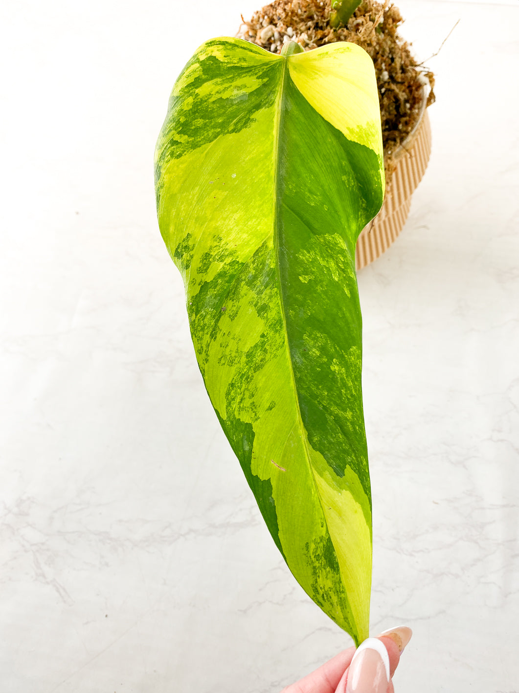 Philodendron Domesticum Variegated 2 leaves Rooted