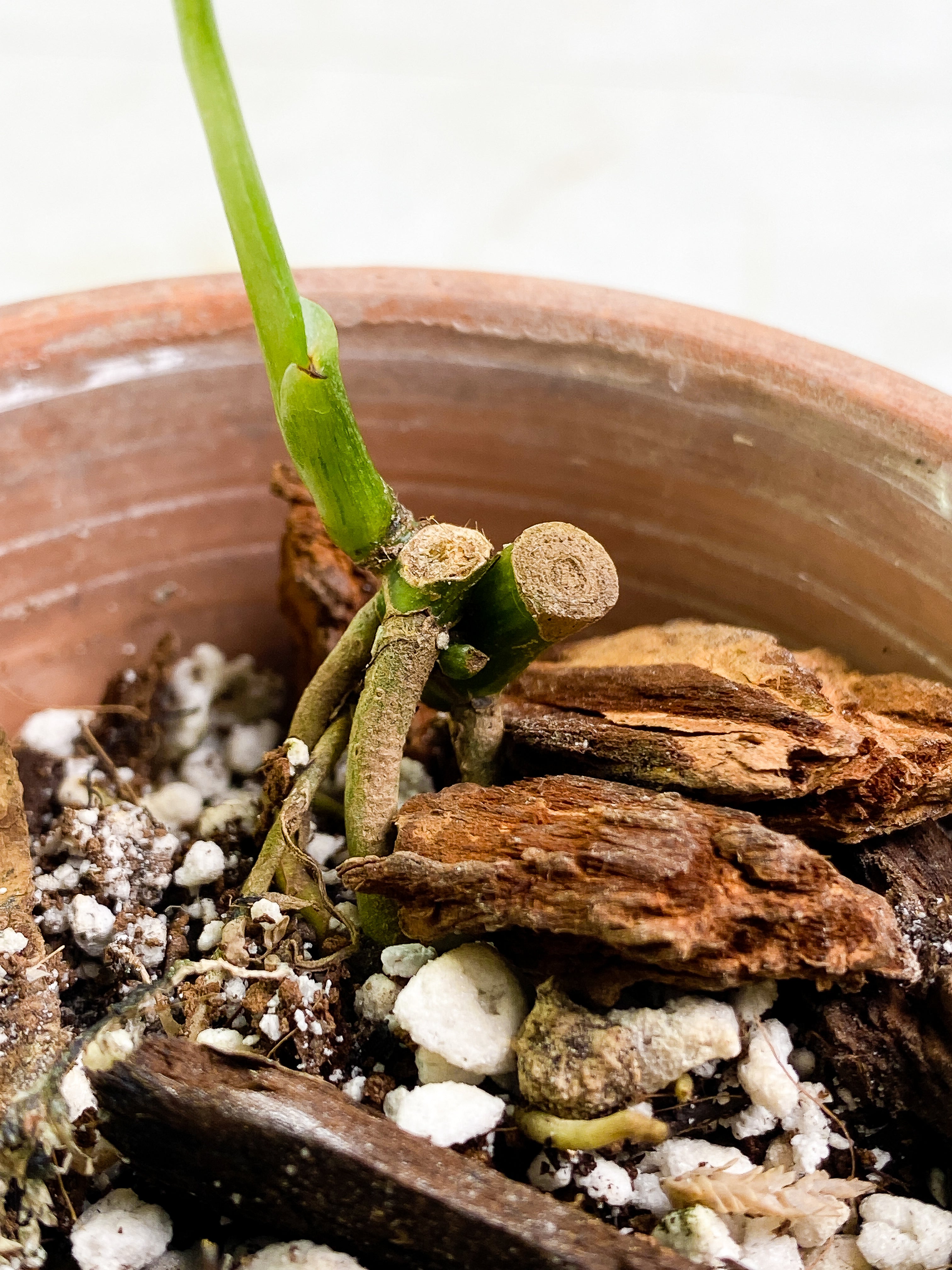 Monstera Adansonii Mint/ aurea rooted 1 leaf