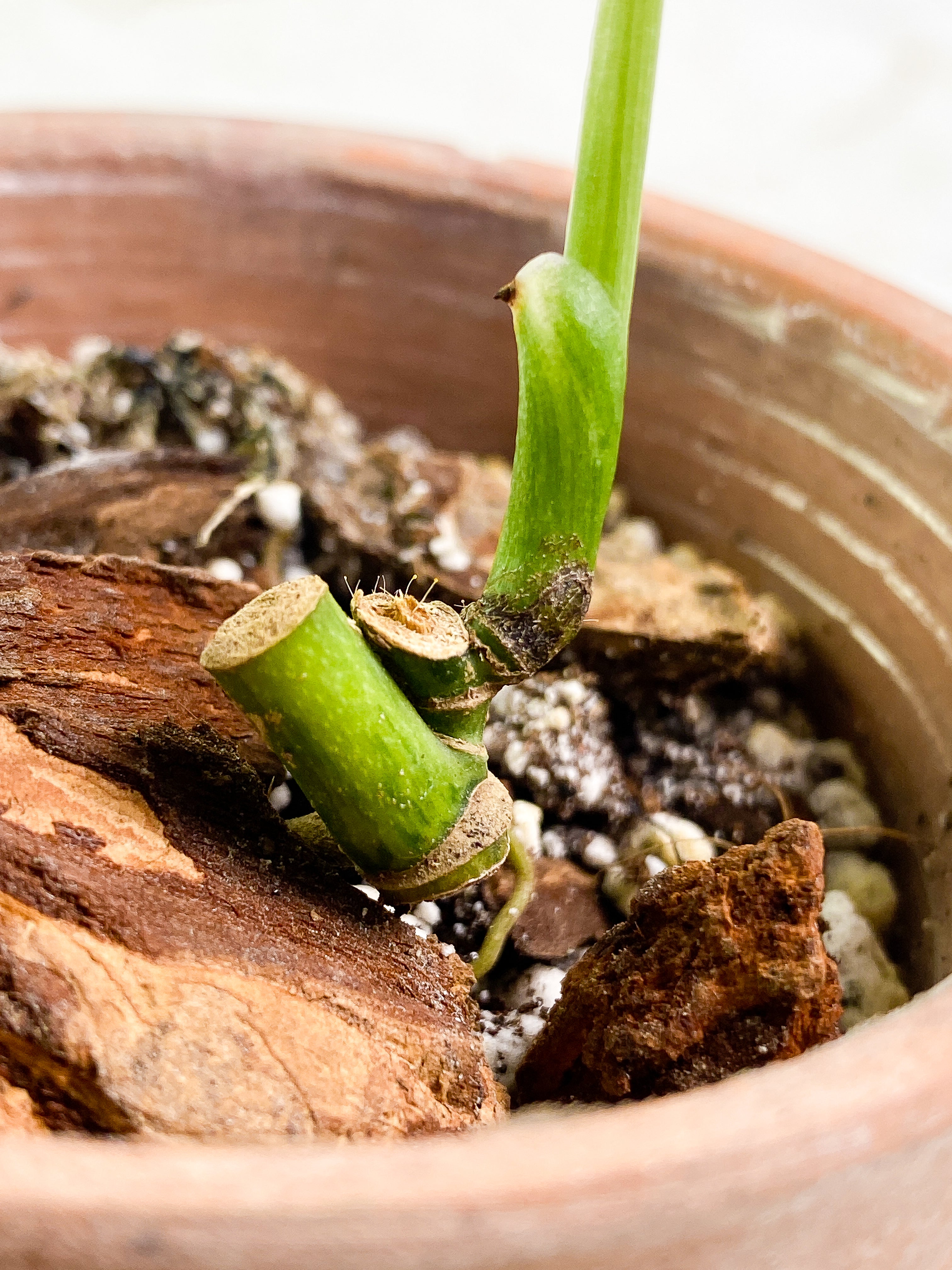 Monstera Adansonii Mint/ aurea rooted 1 leaf