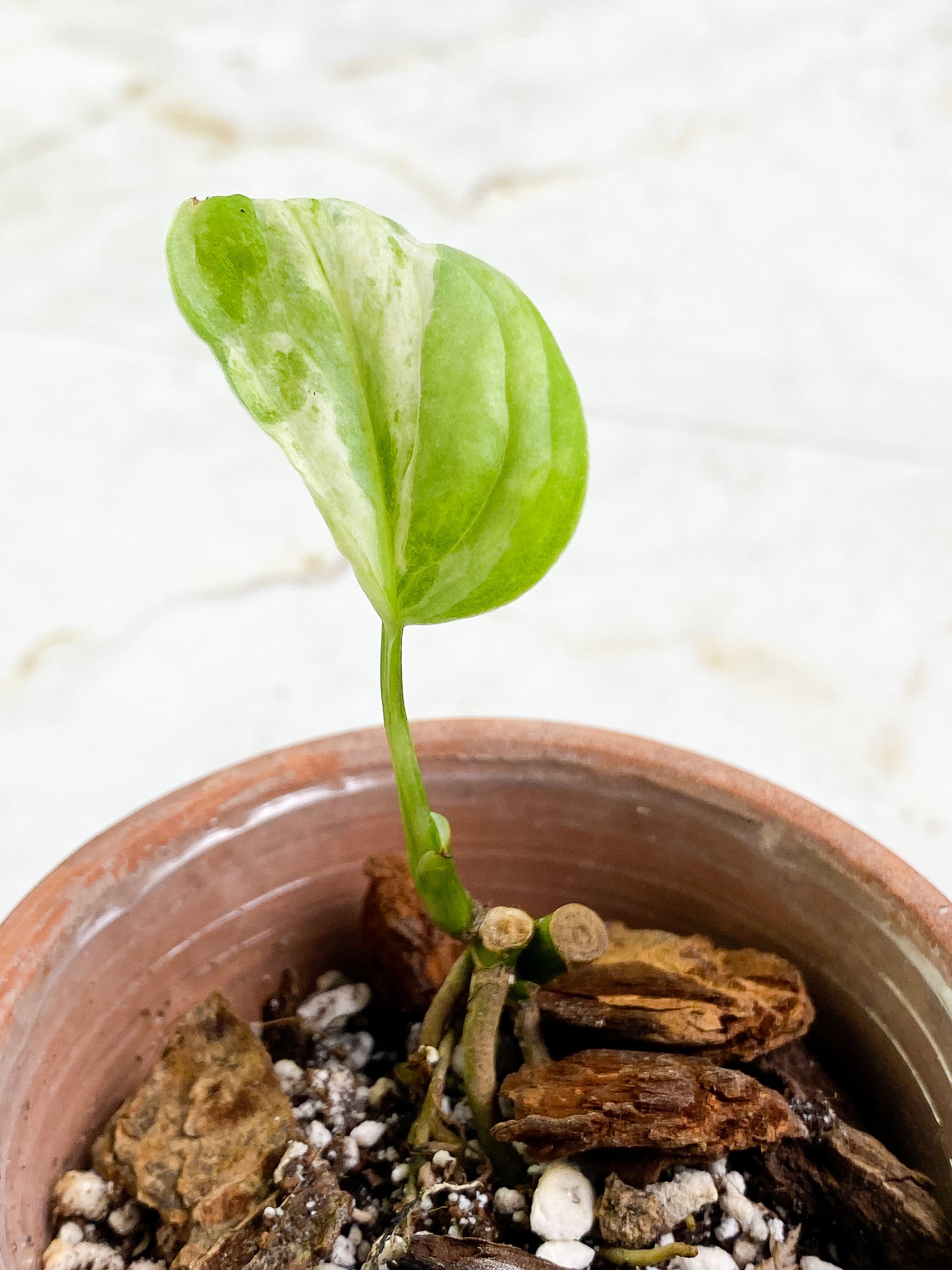 Monstera Adansonii Mint/ aurea rooted 1 leaf