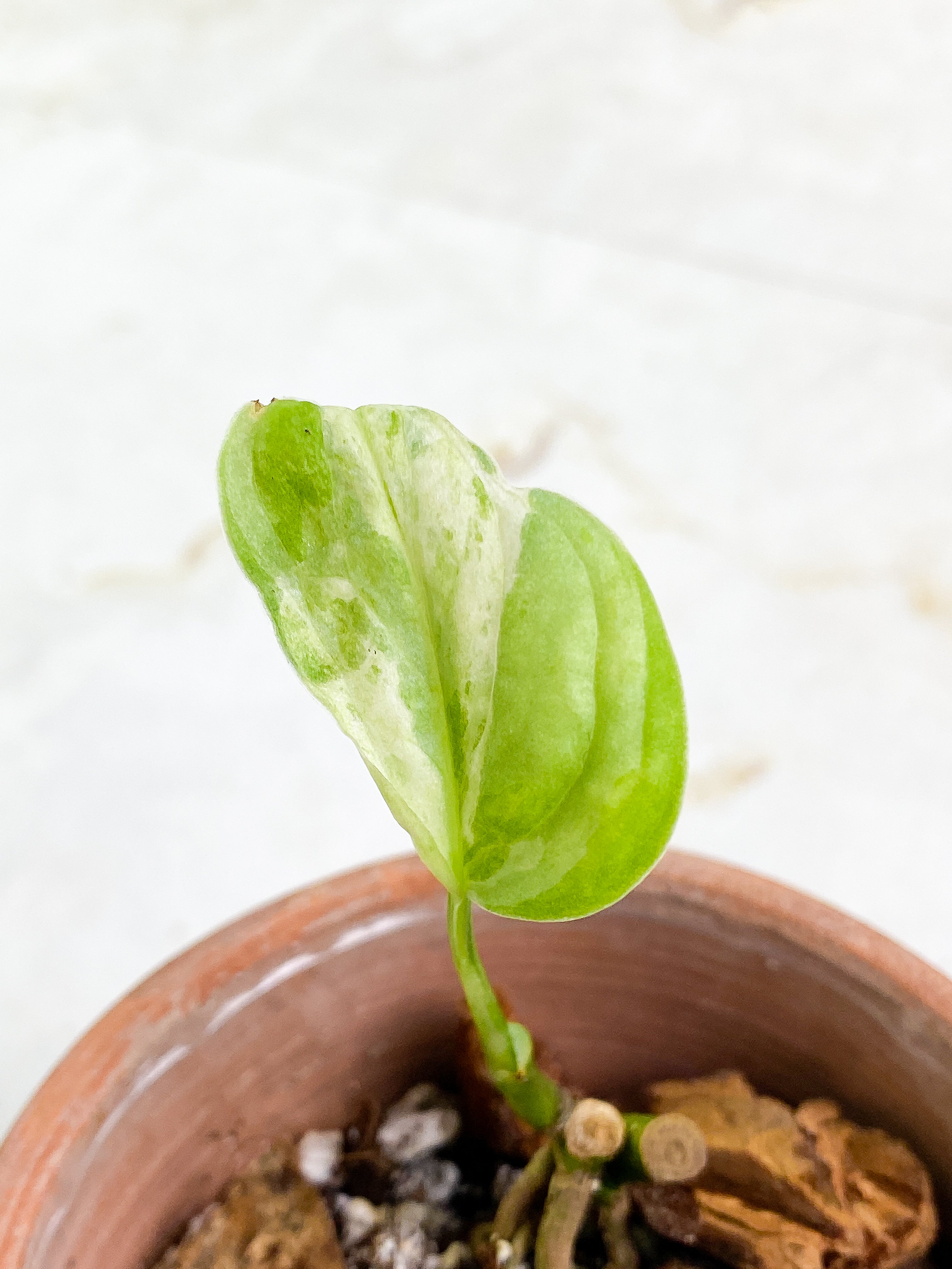 Monstera Adansonii Mint/ aurea rooted 1 leaf