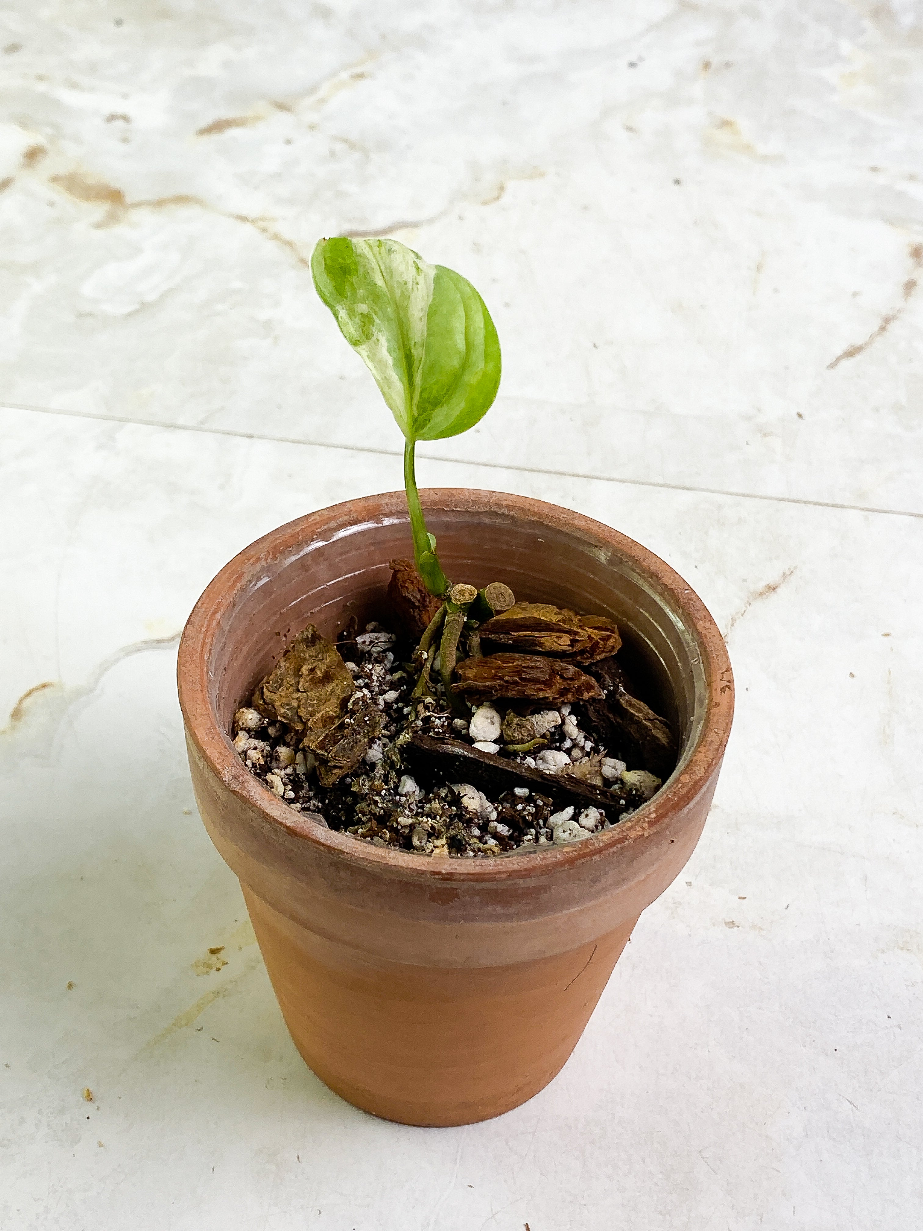 Monstera Adansonii Mint/ aurea rooted 1 leaf