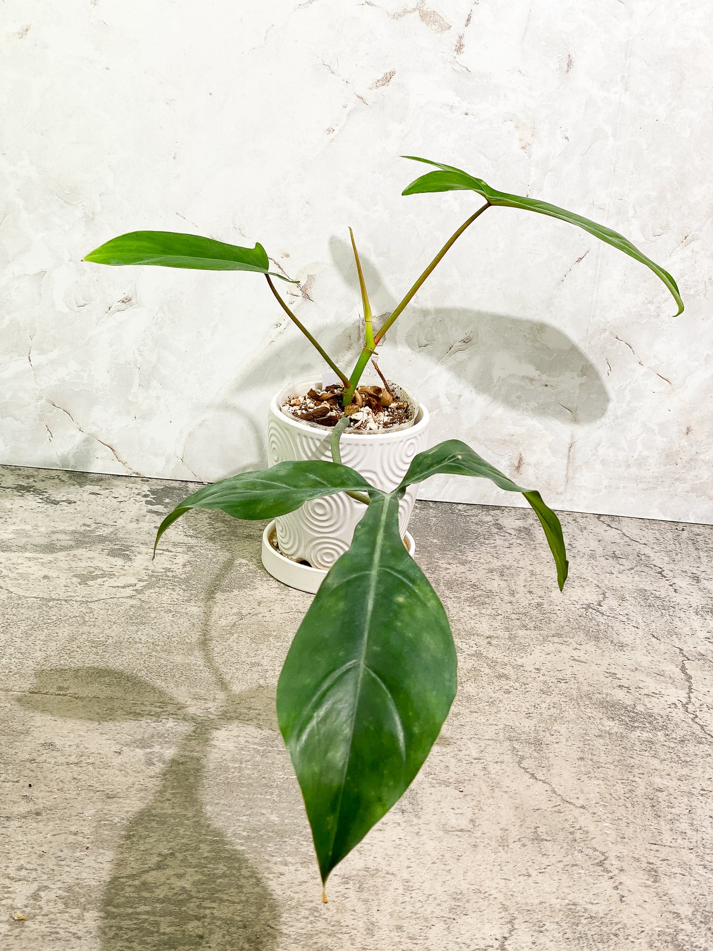 Philodendron 69686 3 leaves 1 sprout slightly rooted